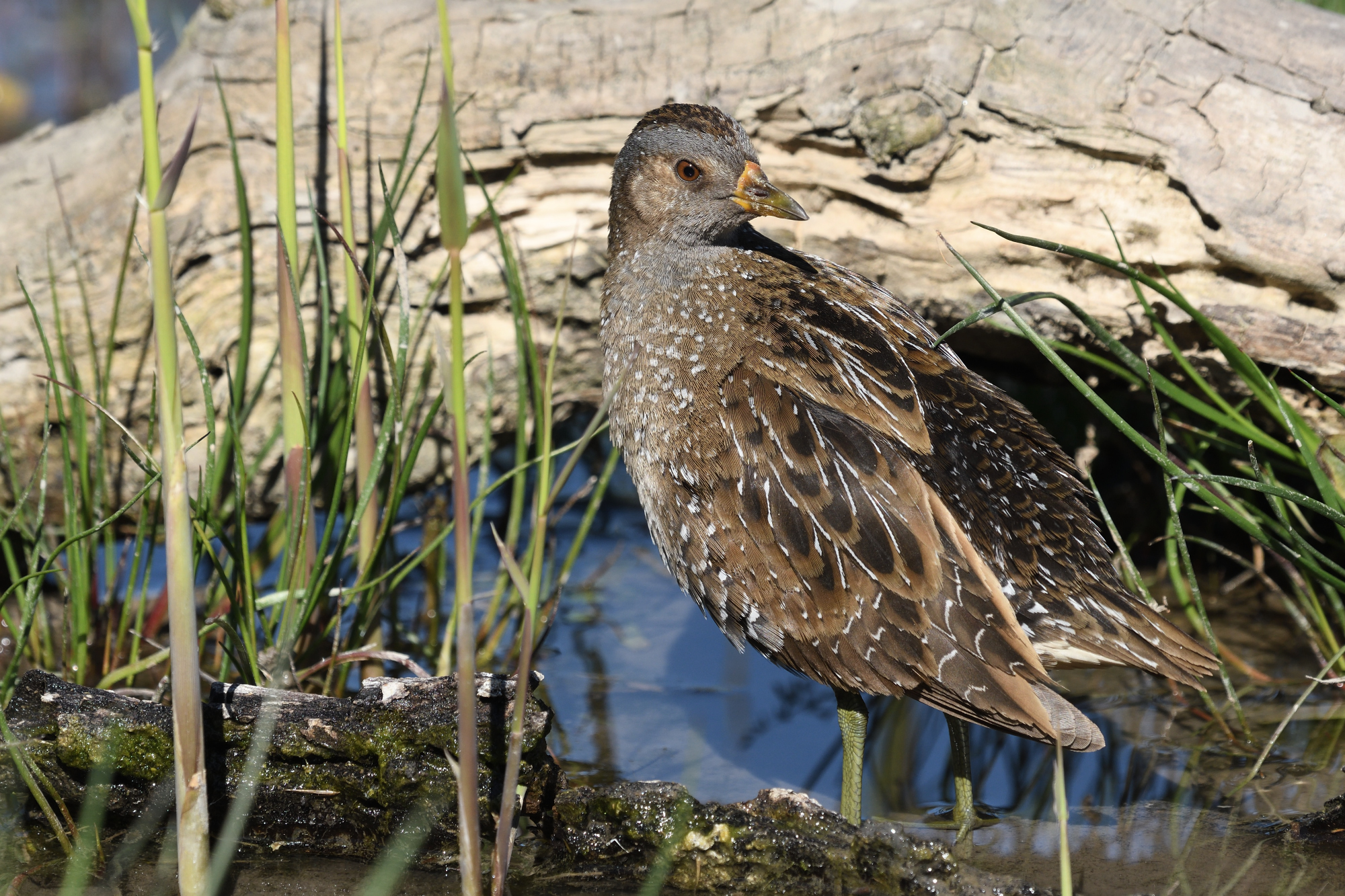 Spotted Crake