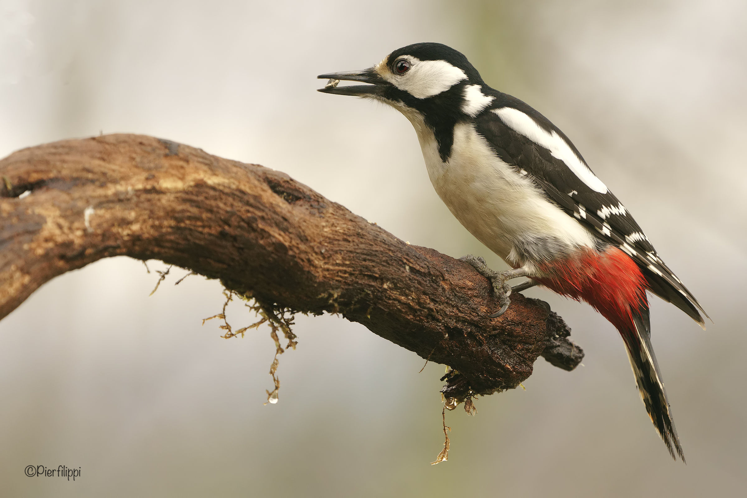 Great Spotted Woodpecker
