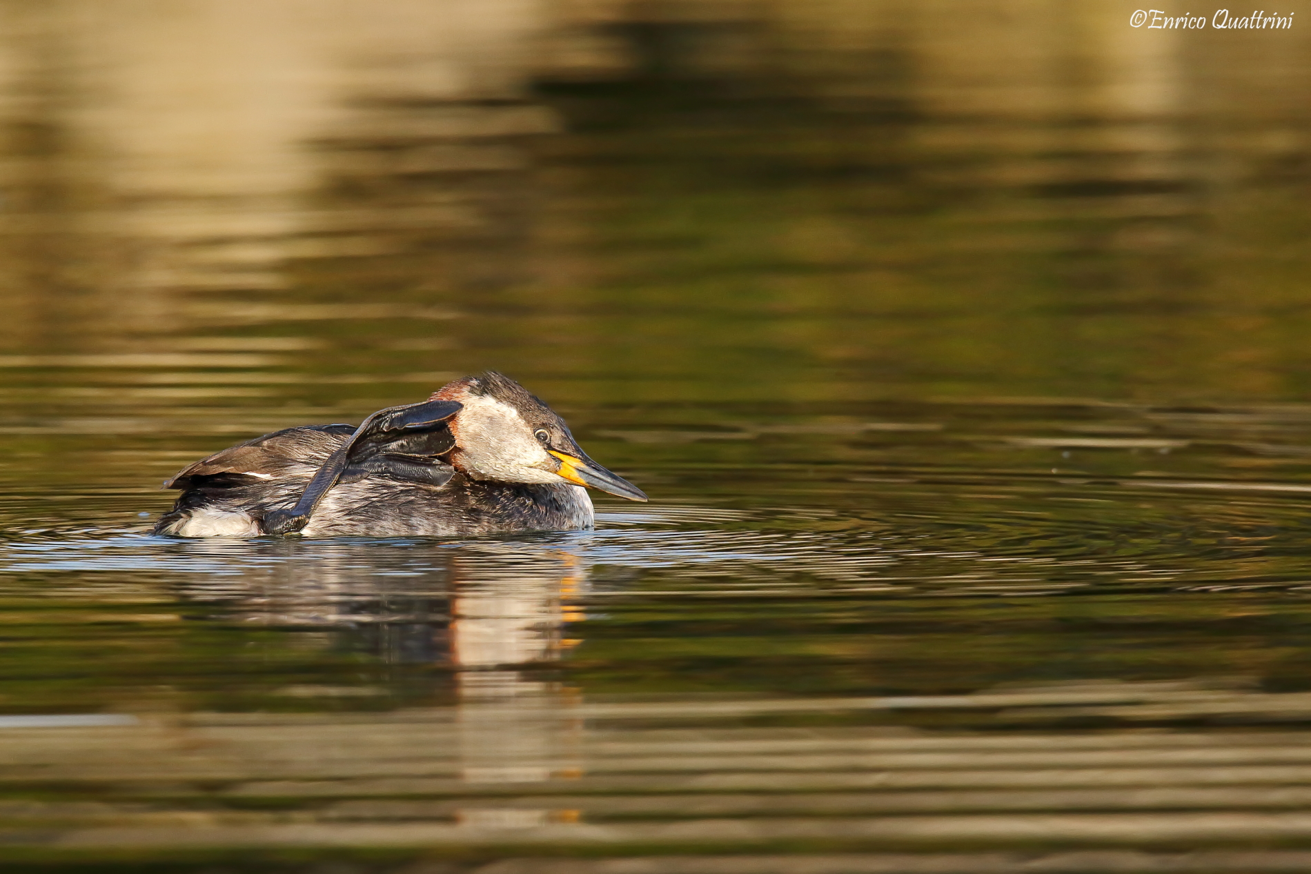 Red-necked grebe f