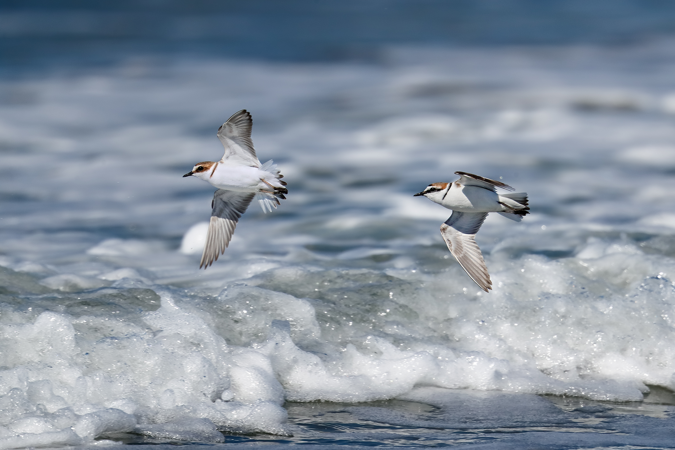 Ferdinand among the waves