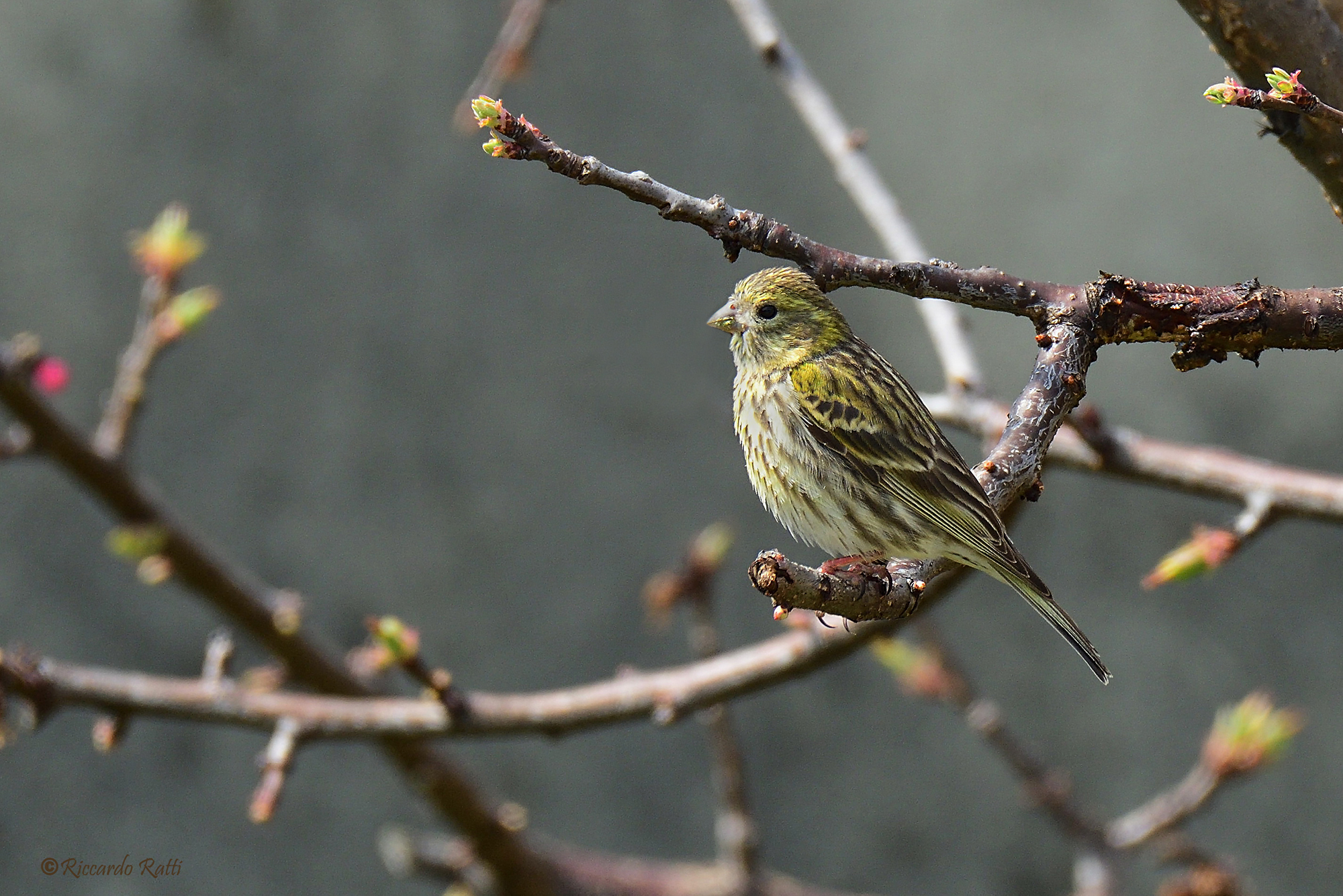 European Serin