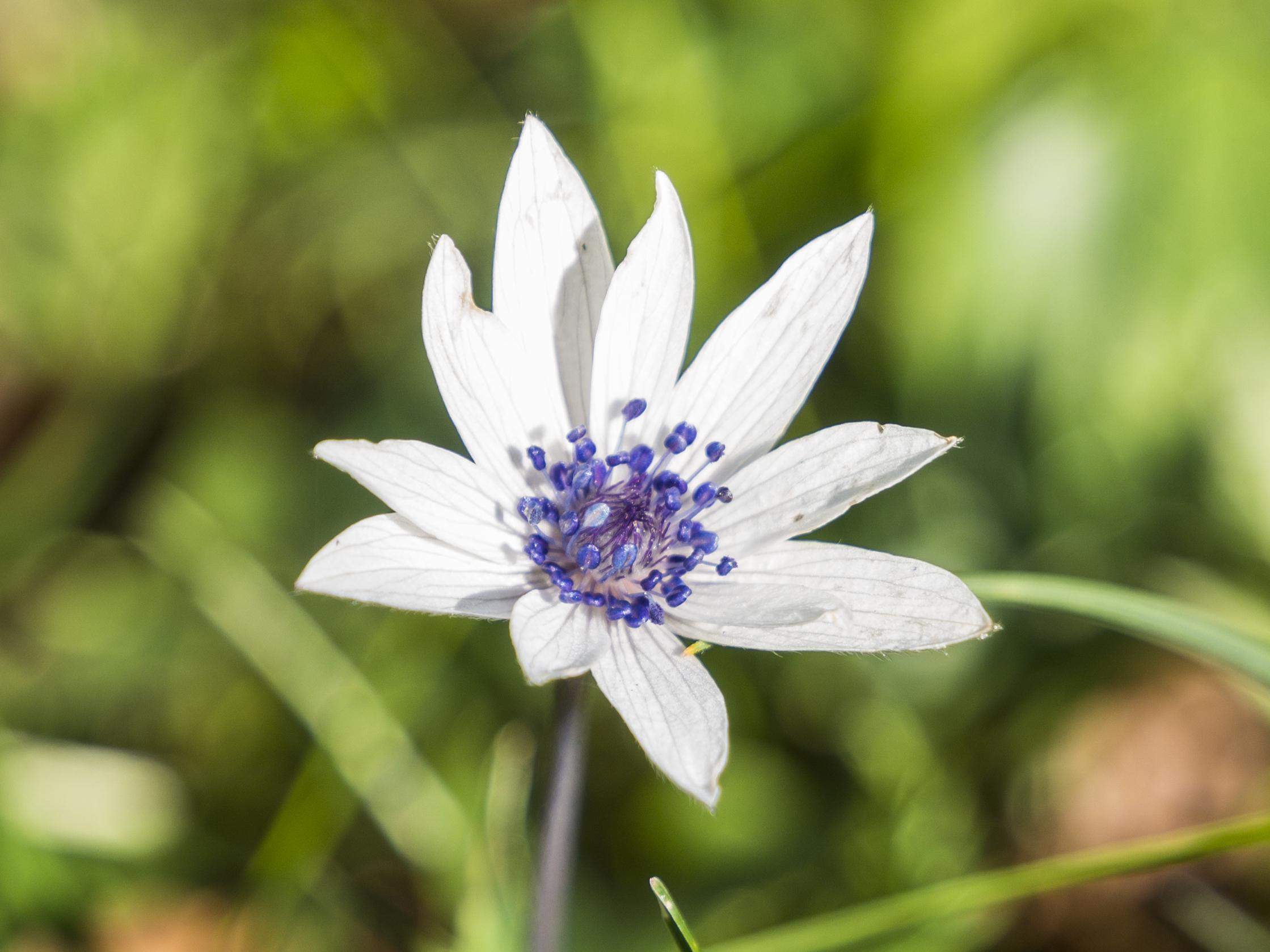 Fiore bianco seconda