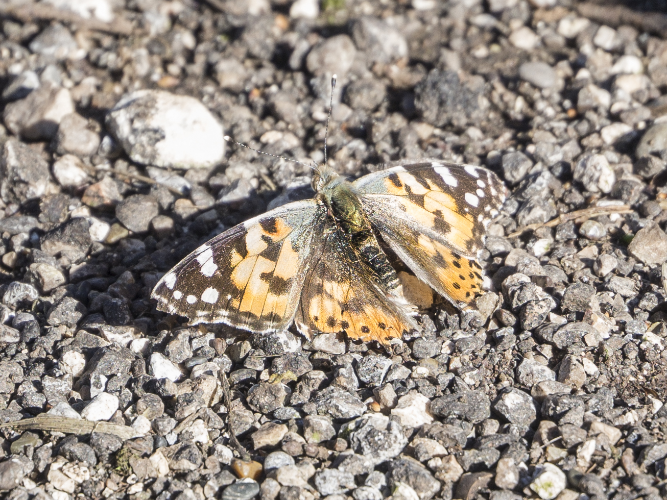 Le farfalle nello stomaco