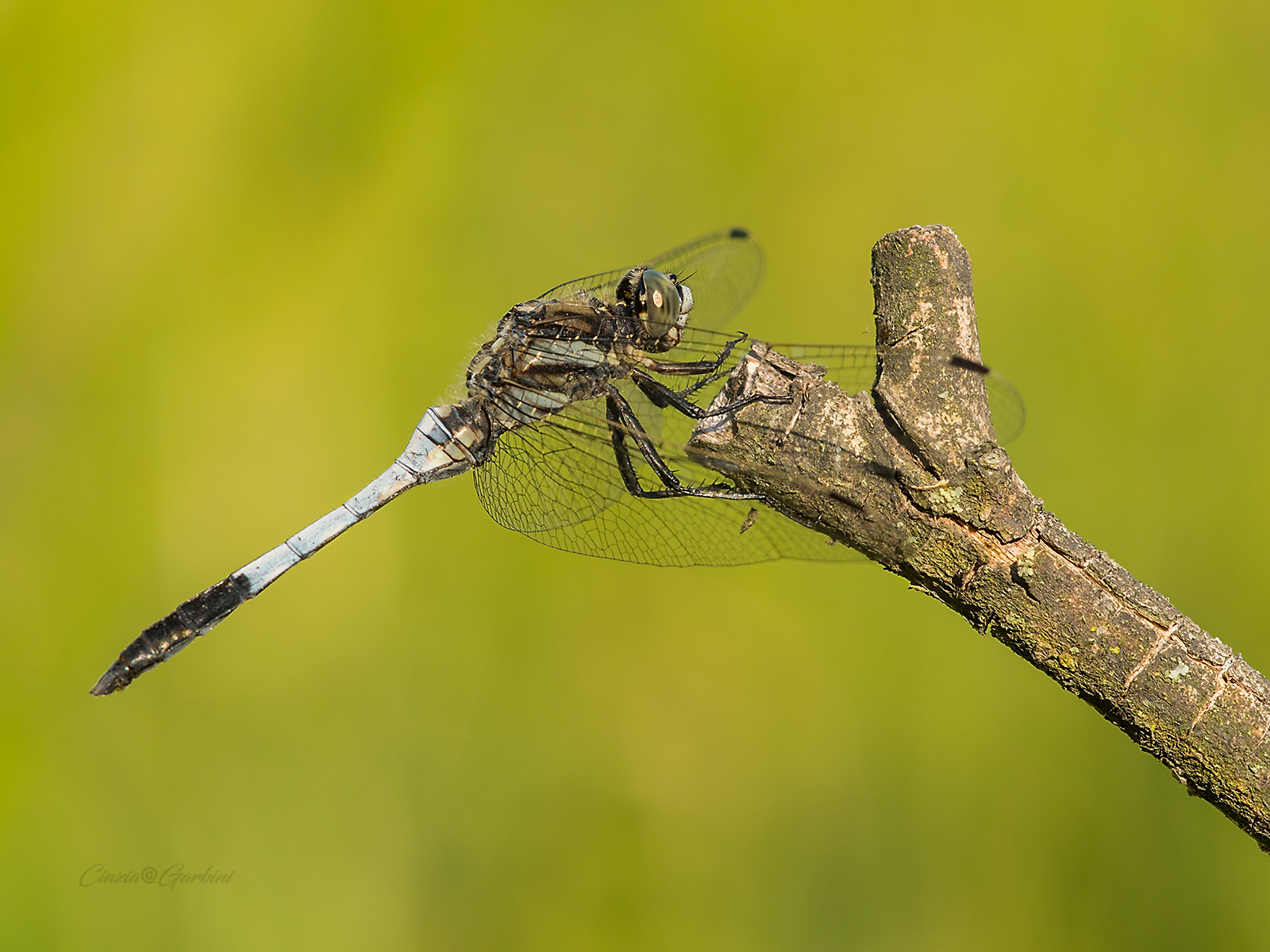 Orthetrum coerulescens