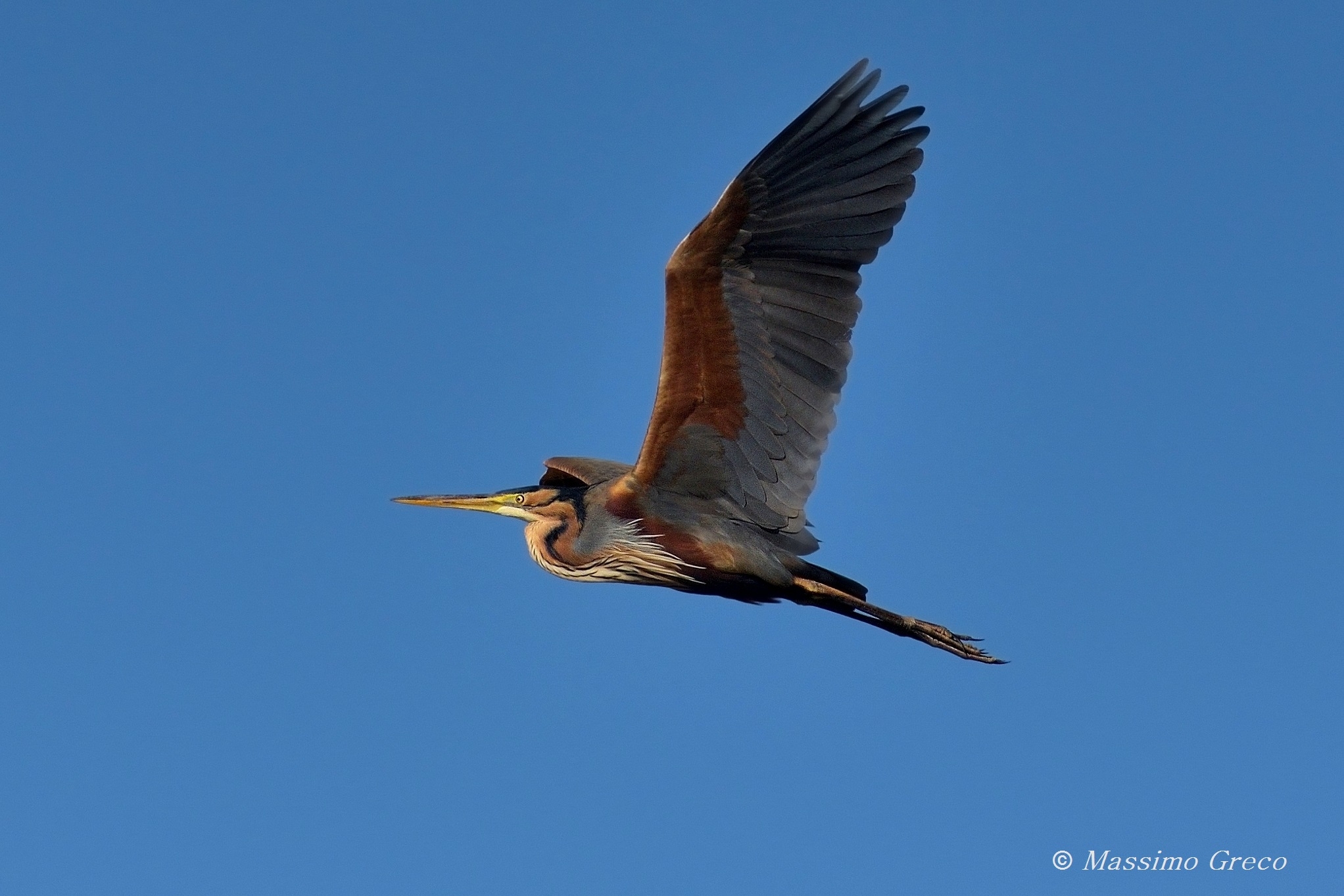 Airone rosso (Ardea purpurea)