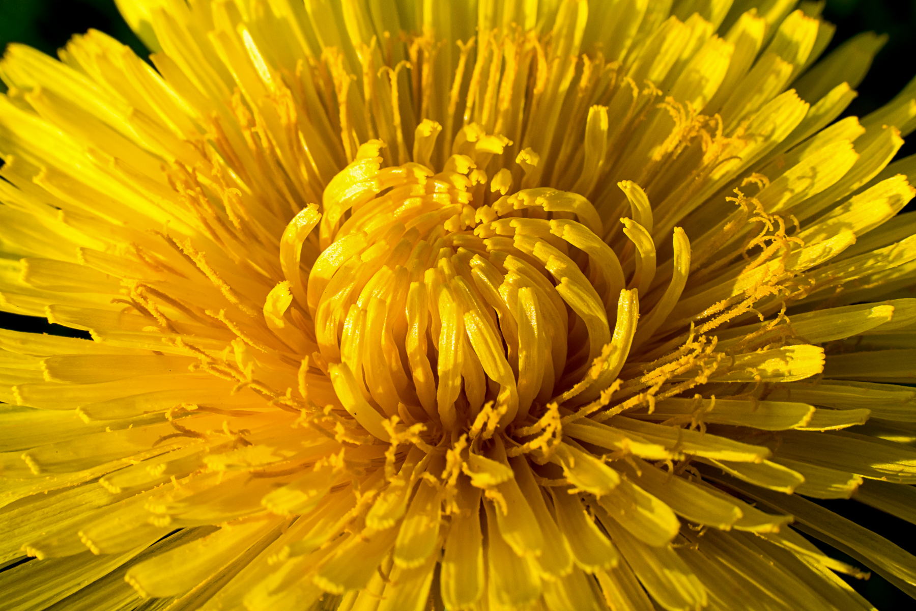 Ombre e luci nel tarassaco