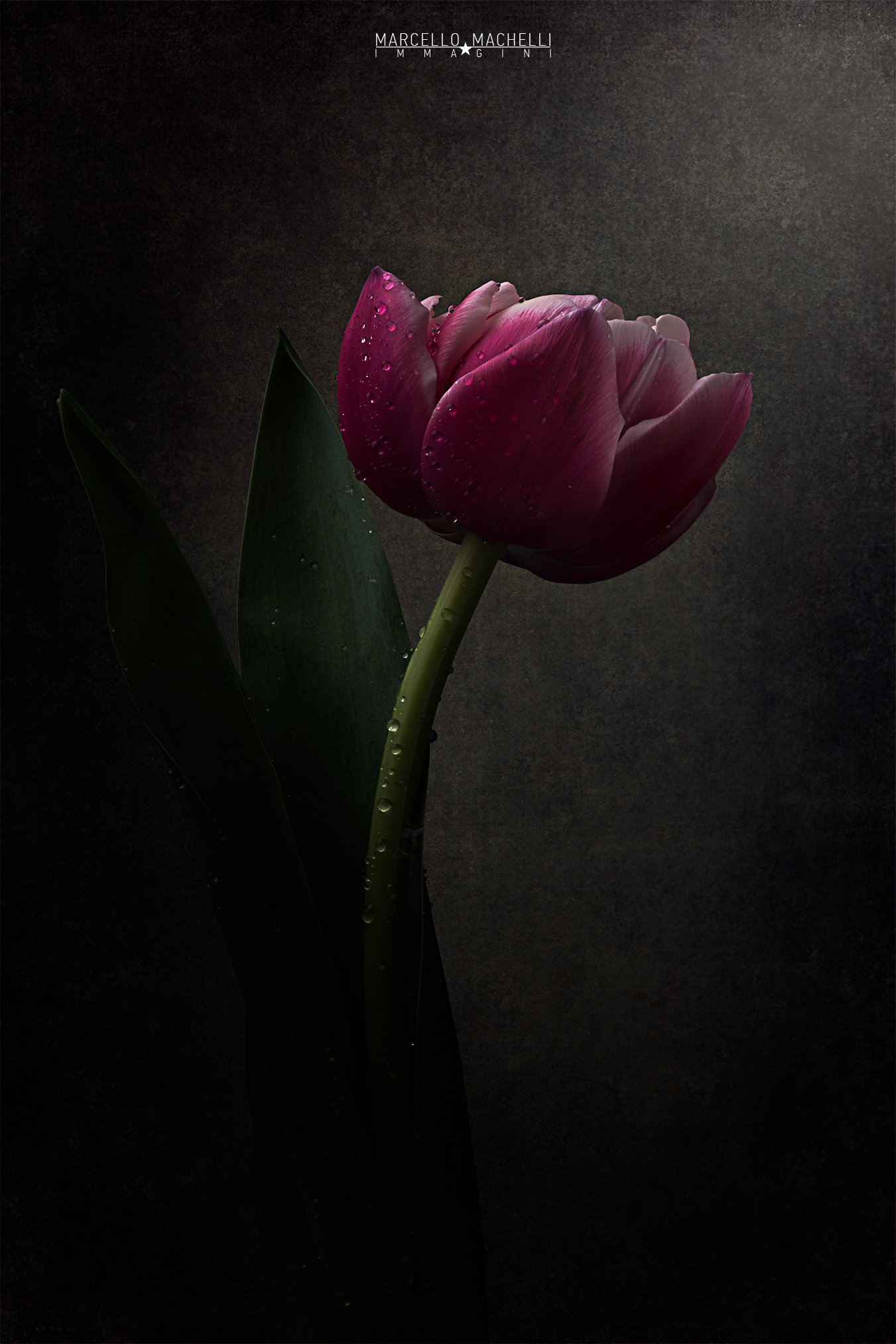 Pink Tulip
