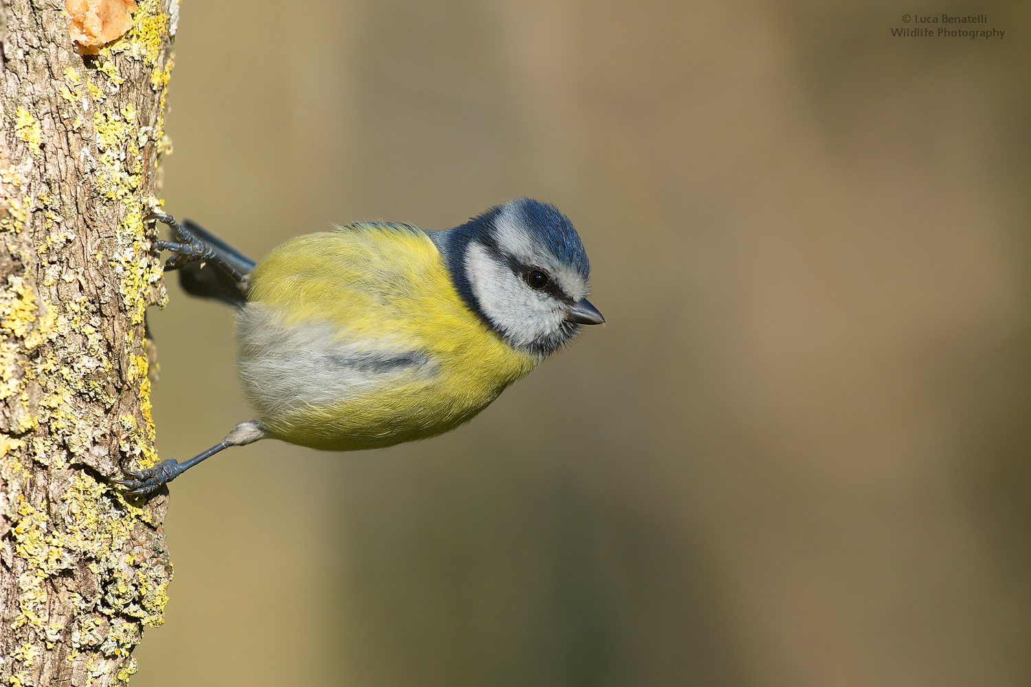 Blue Tit