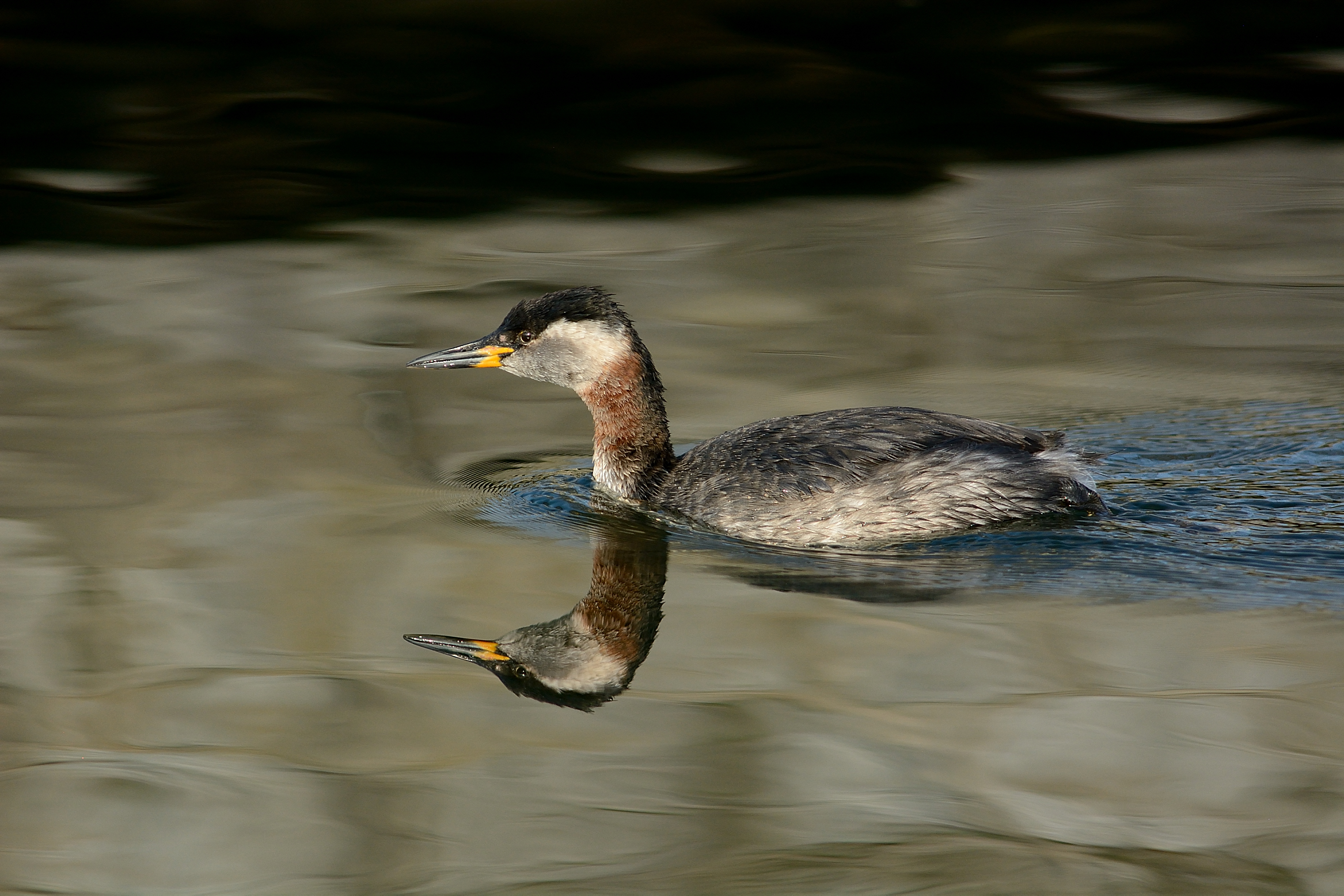 Red-necked grebe.