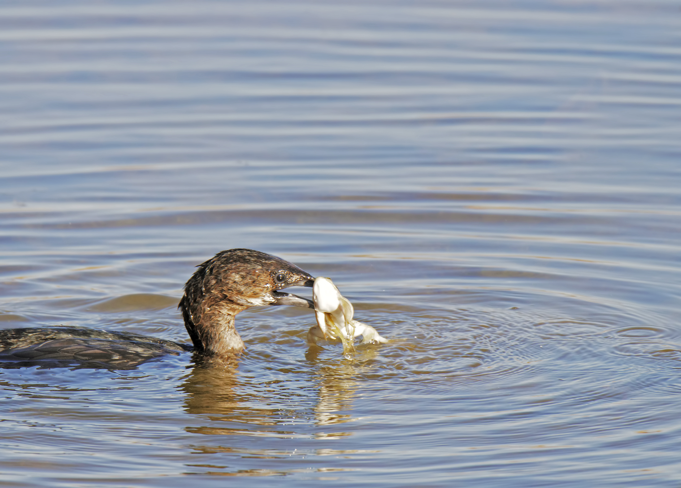 Cormorant hungry