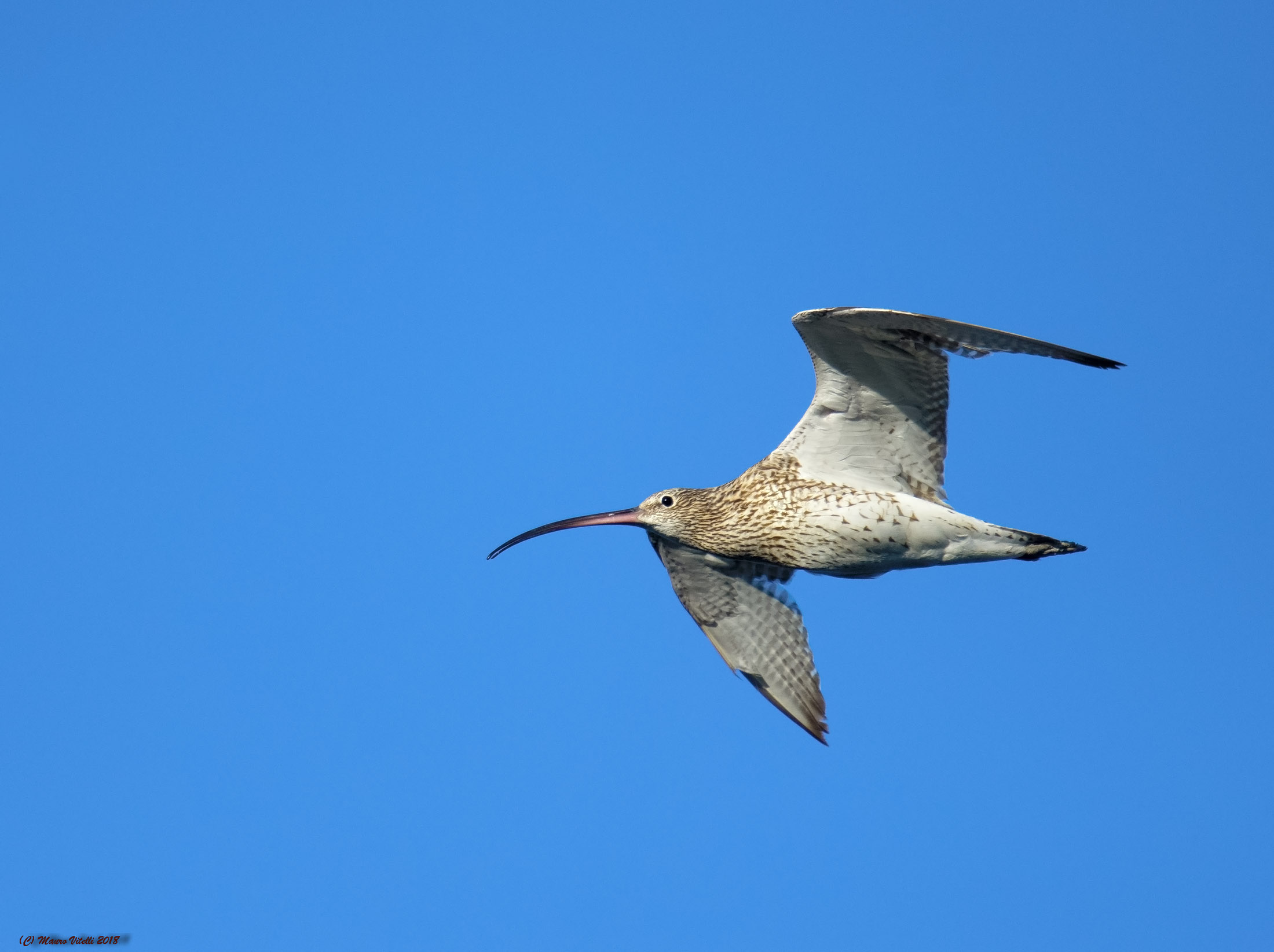 Curlew
