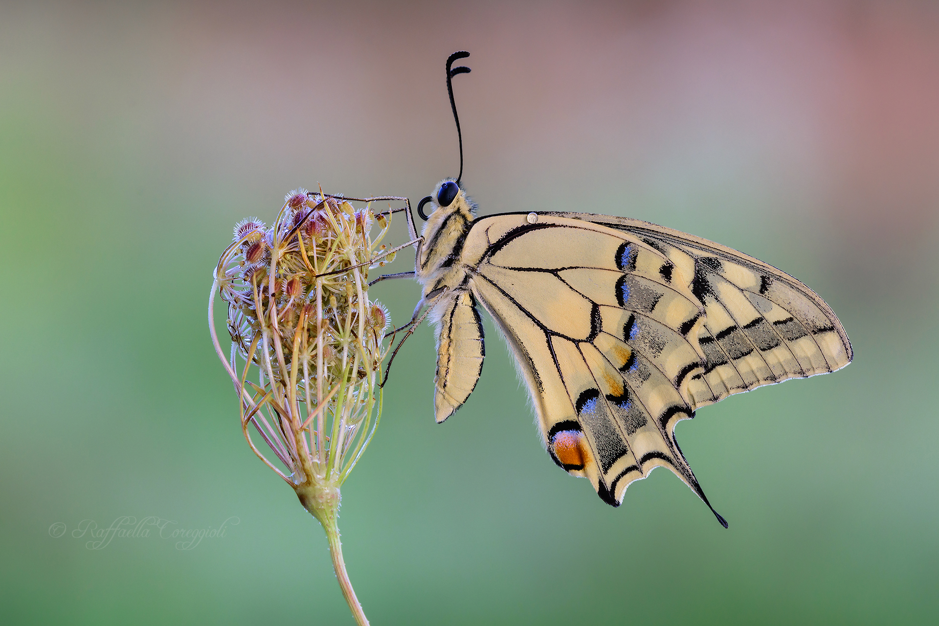 Aspettando le nuove nascite...