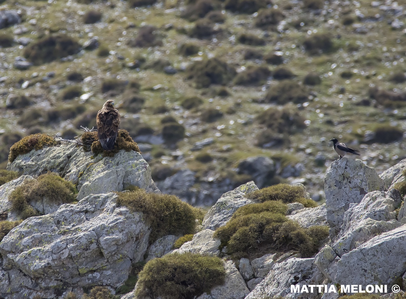 Aquila reale (Aquila chrysaetos)