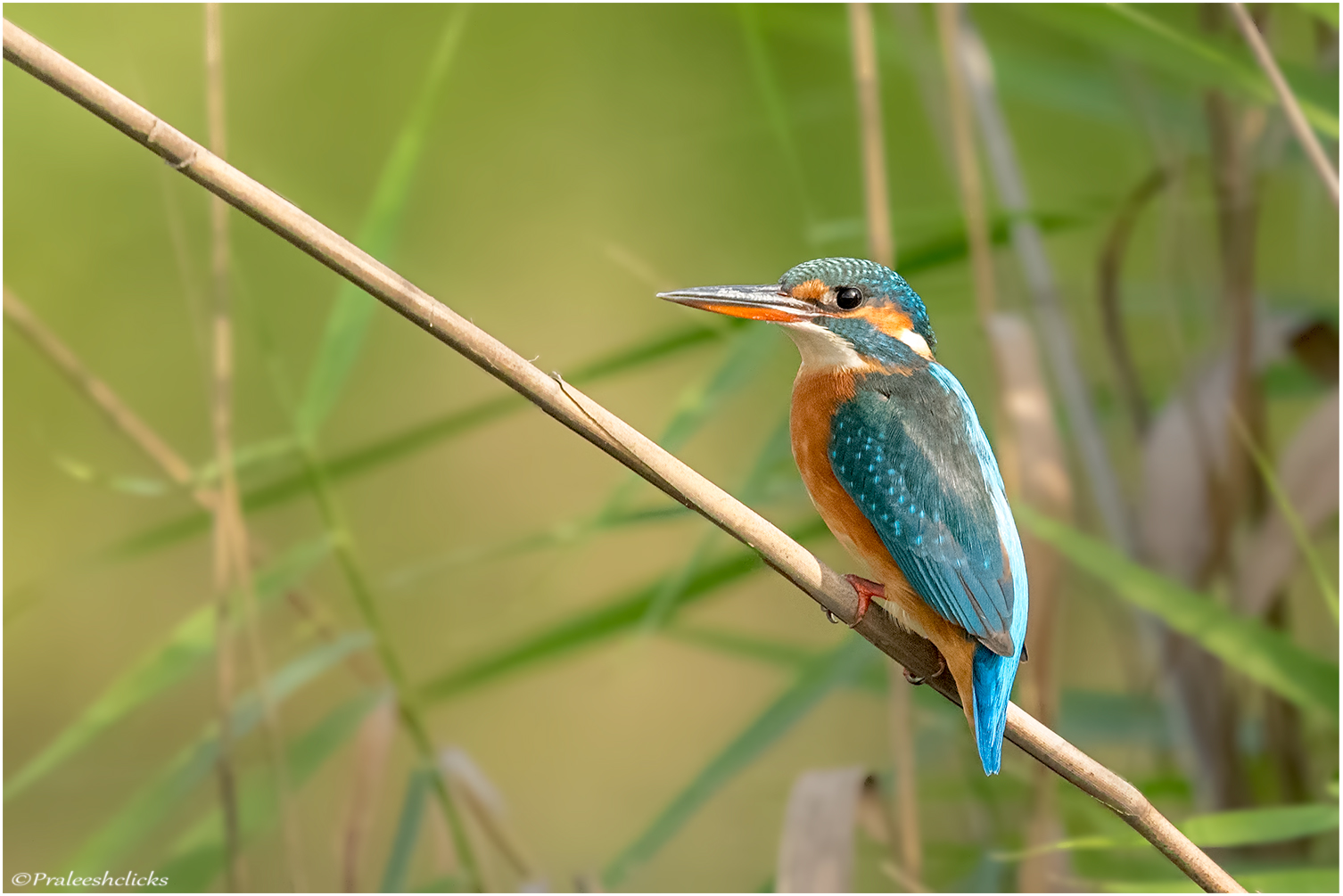 Martin pescatore comune