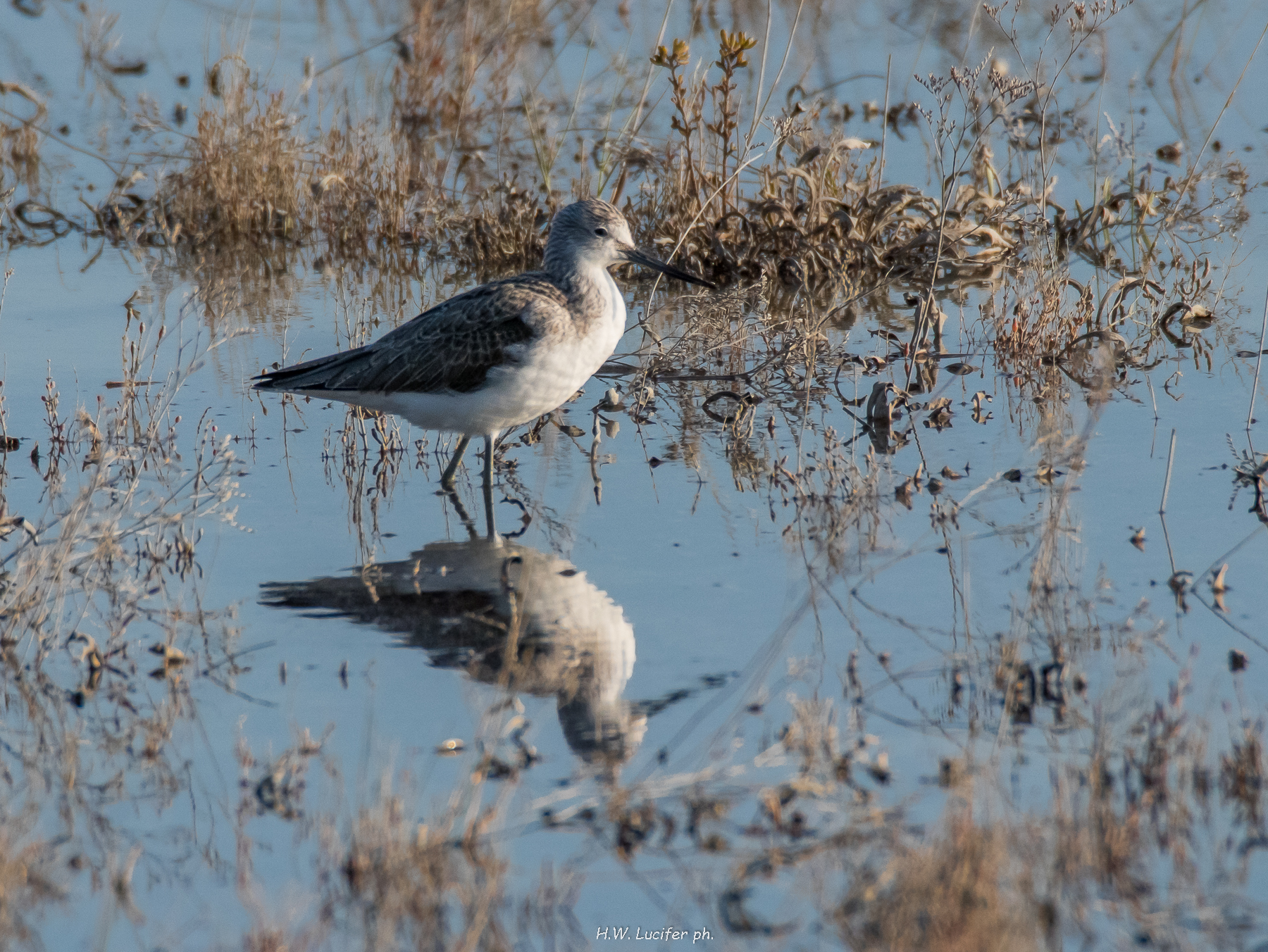 Redshank (w).