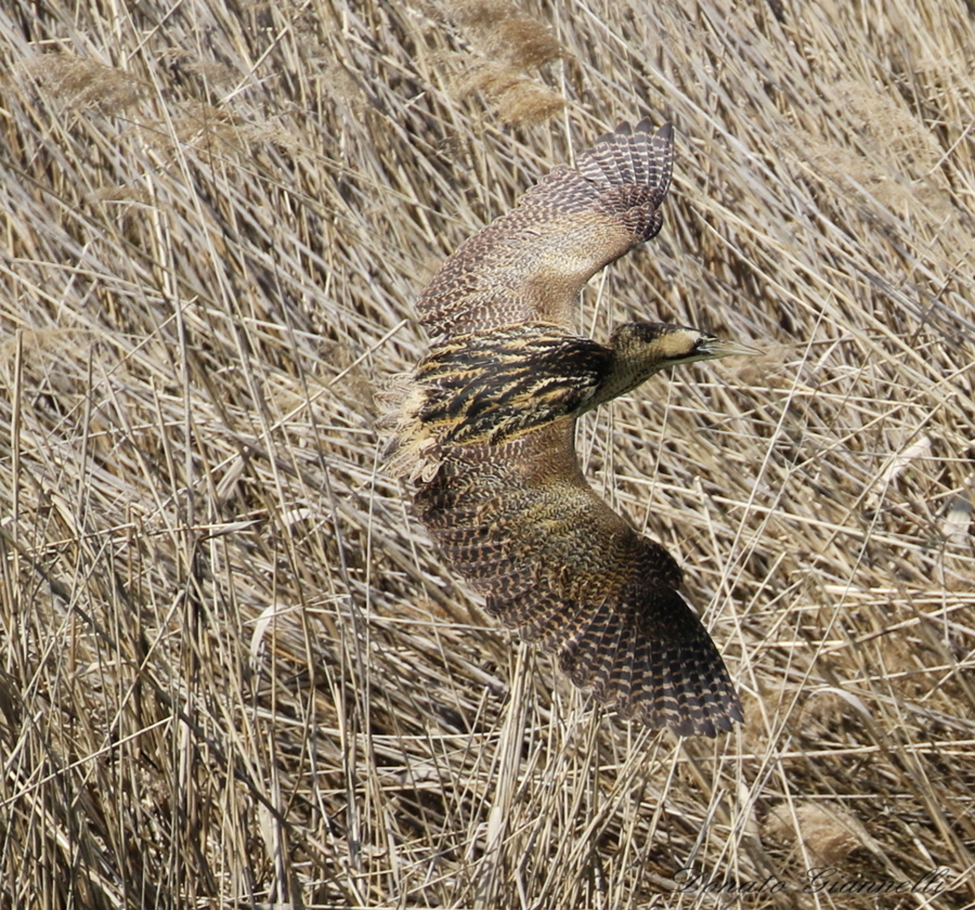 Bittern