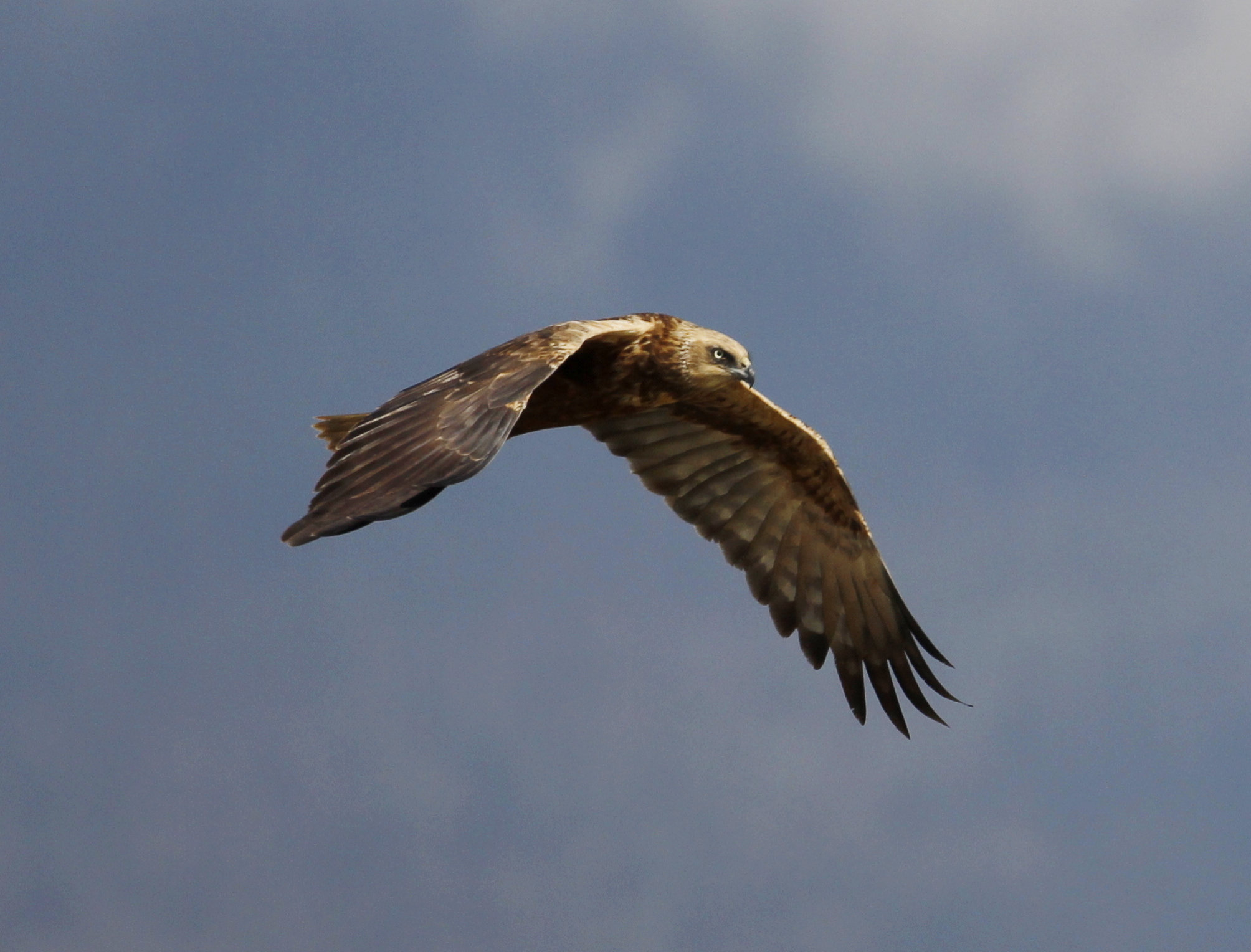 Western Marsh Harrier