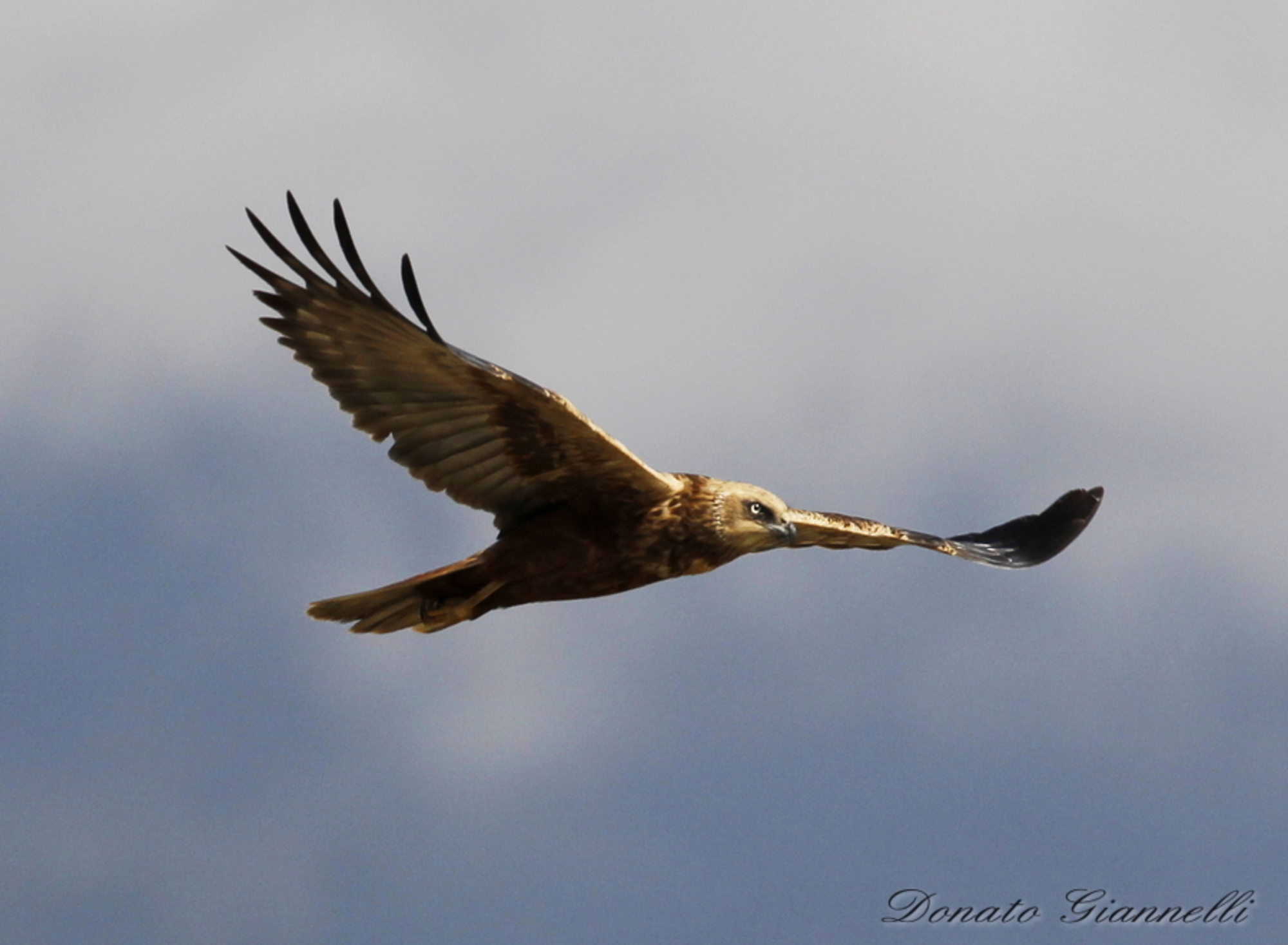 Western Marsh Harrier