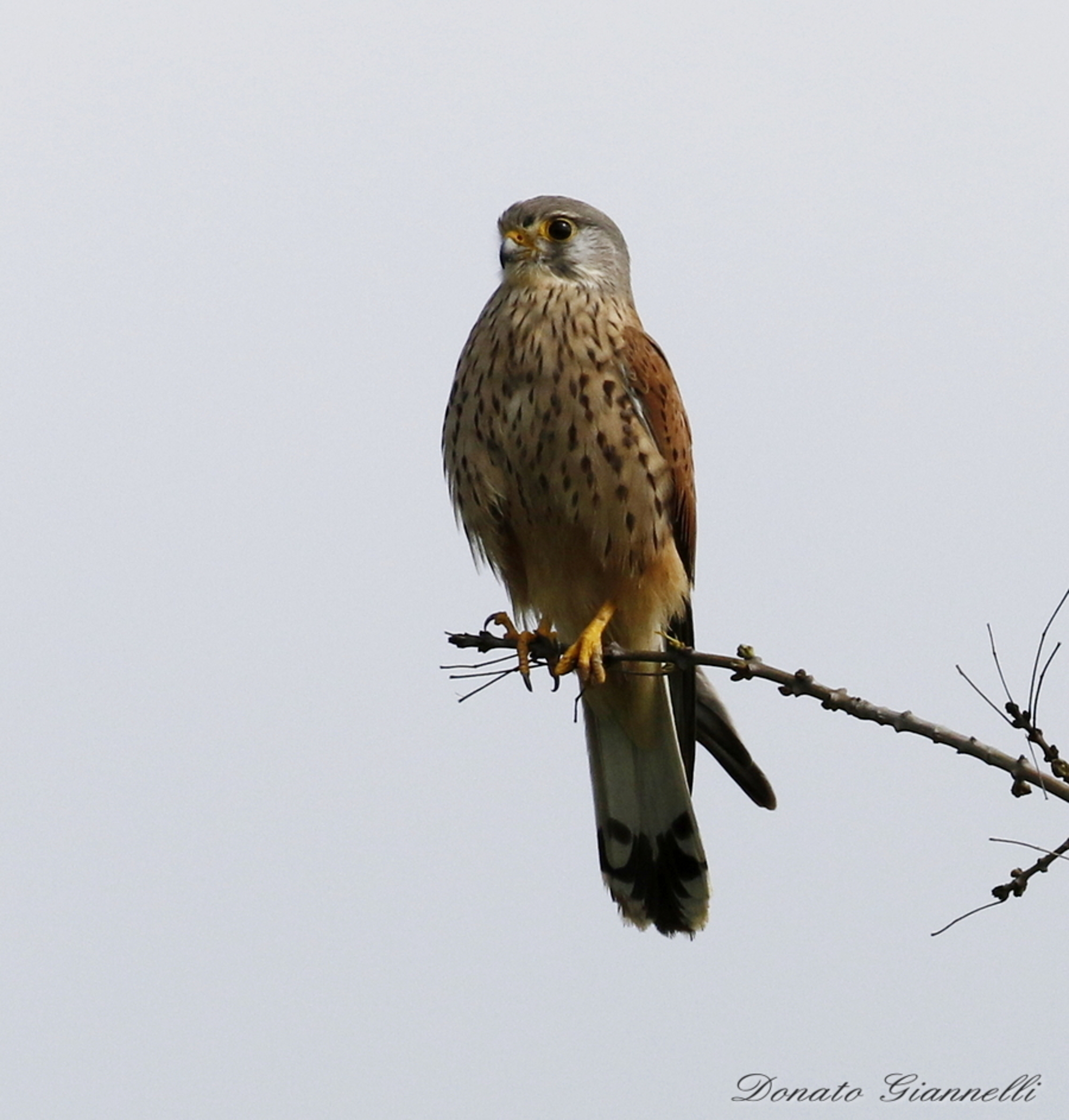 Kestrel