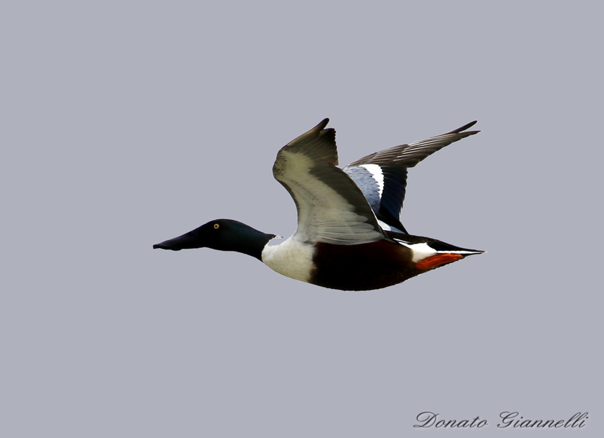 Northern Shoveler
