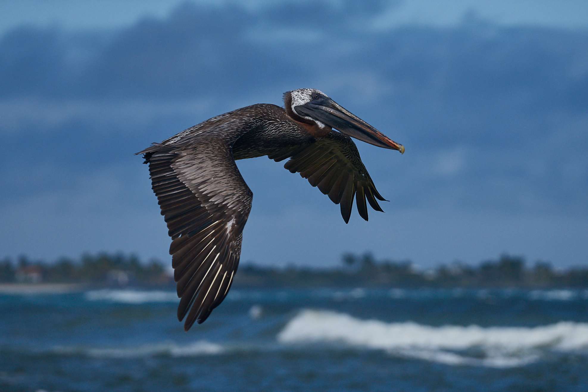 Pellicano delle Galapagos