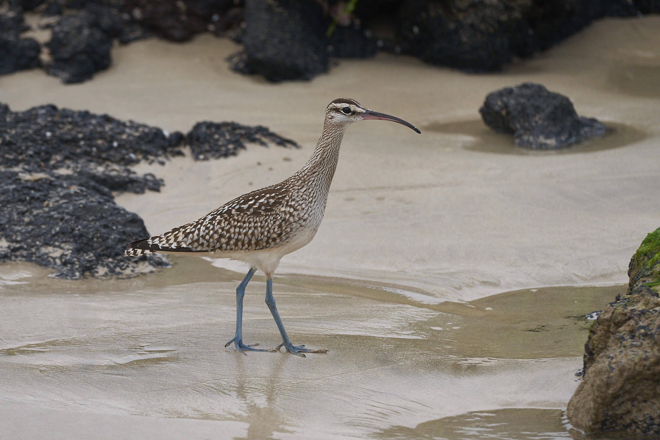 Curlew