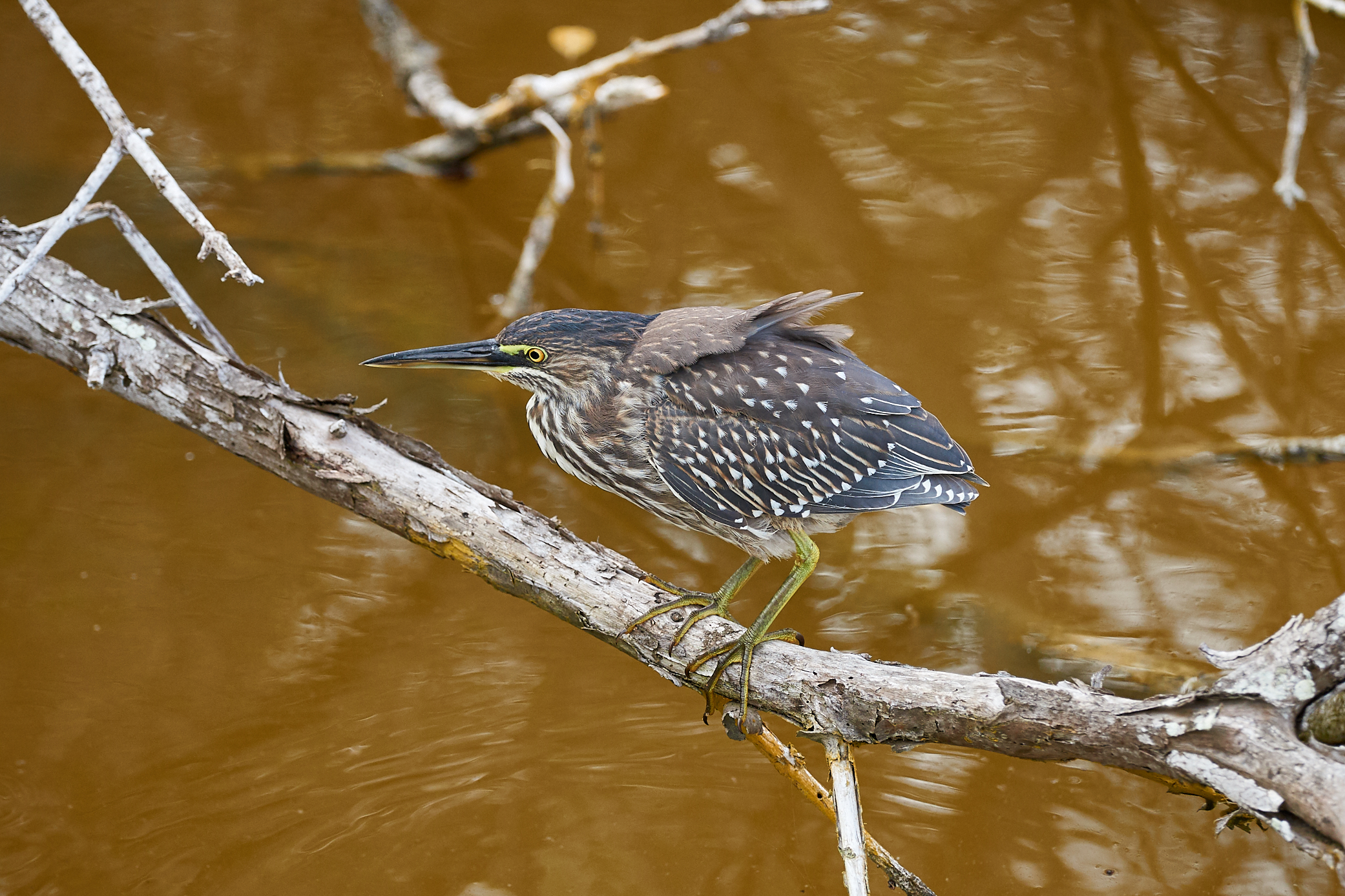 Galapagos Heron