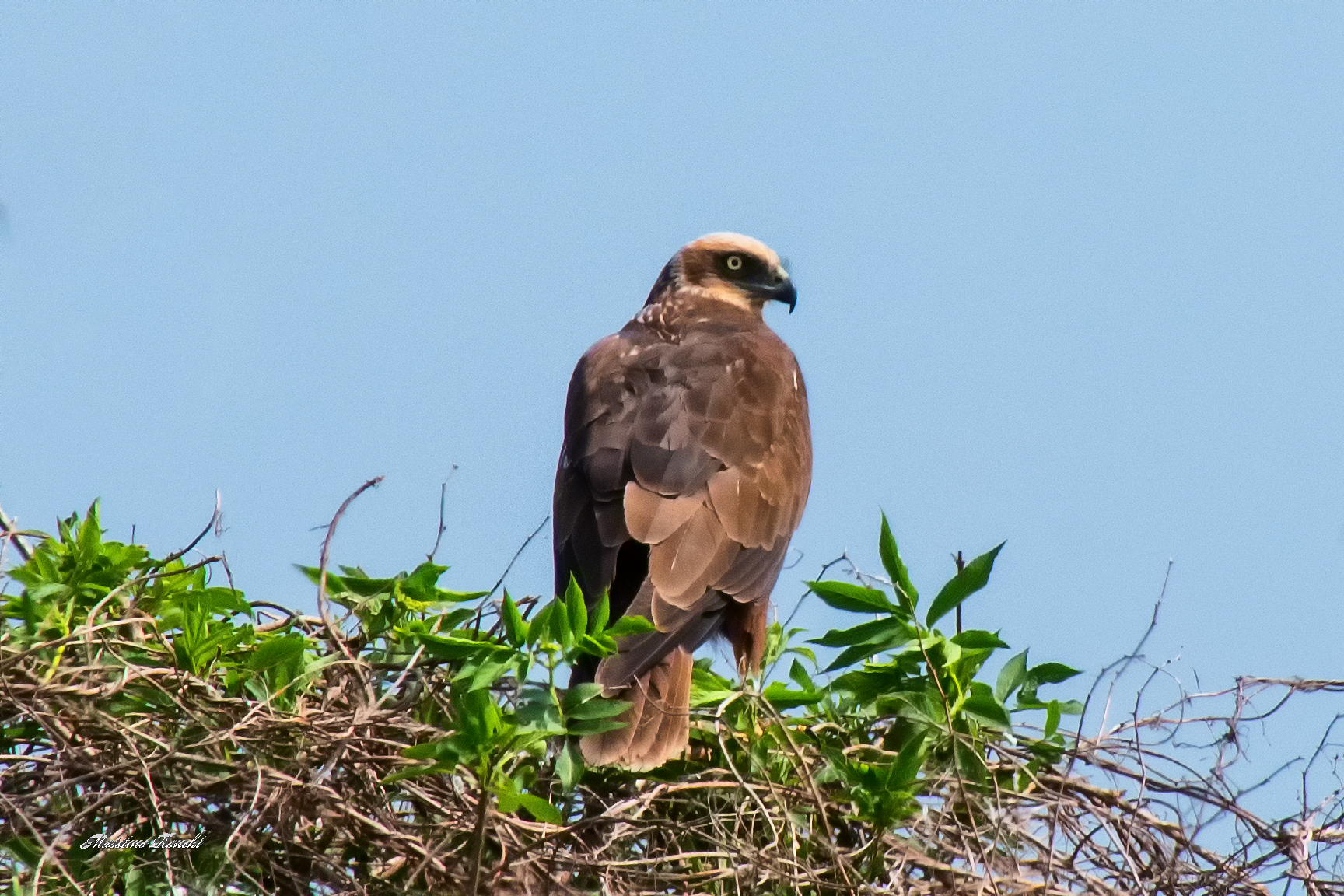 Western Marsh Harrier