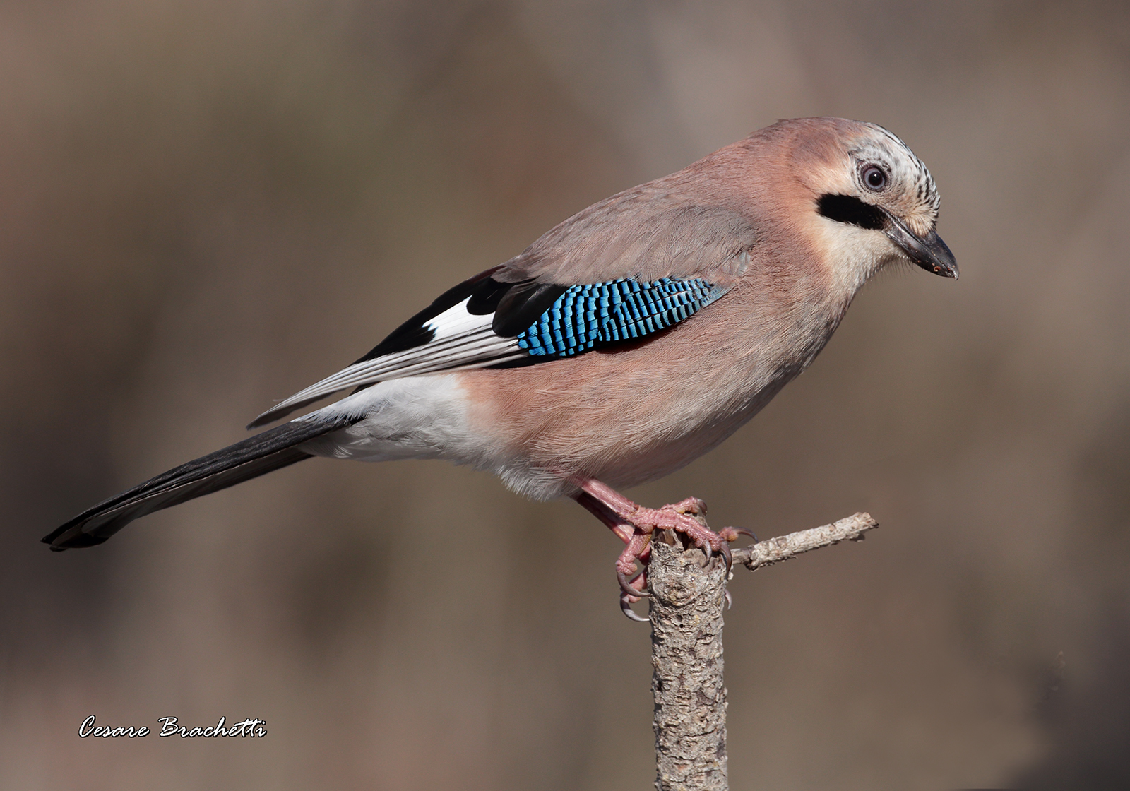 ritratto di ghiandaia