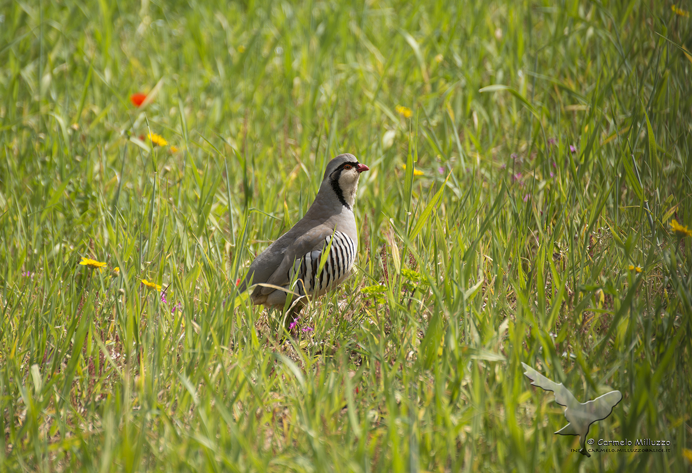 Sicilian rock Partridge