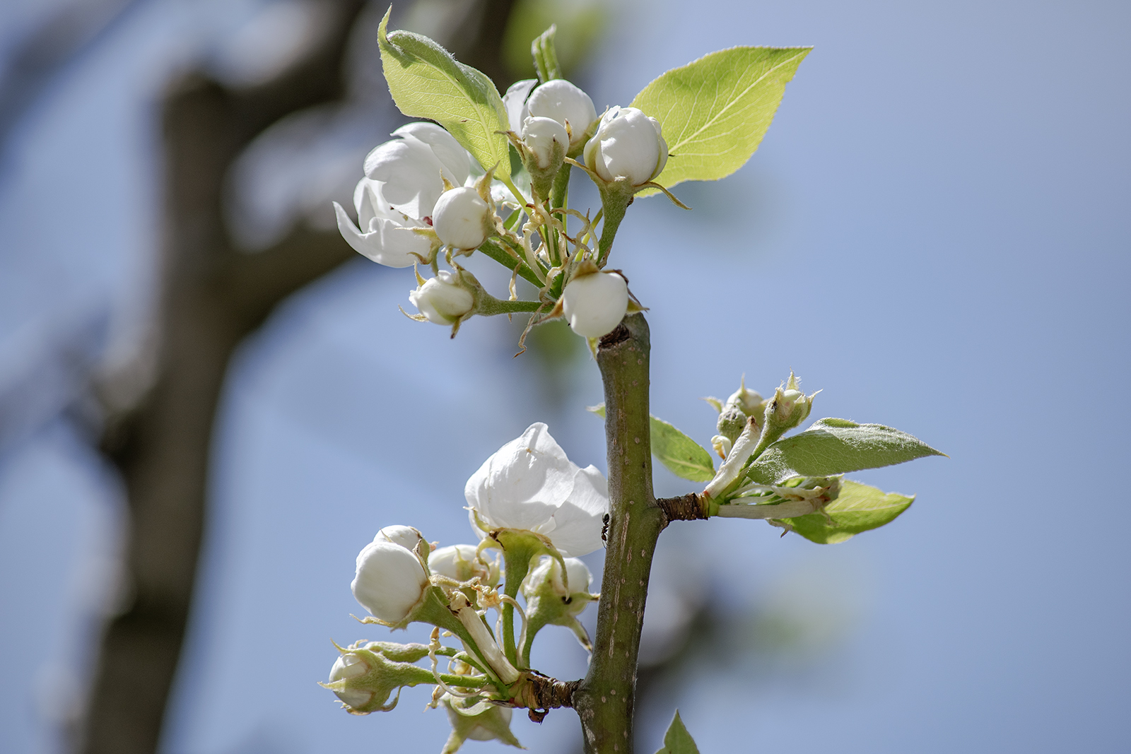 passeggiata sul pero in fiore