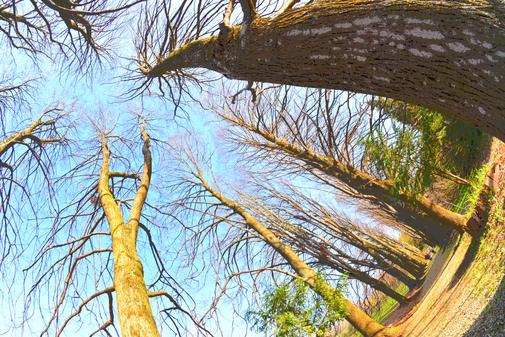 lungo il viale di villa piovene