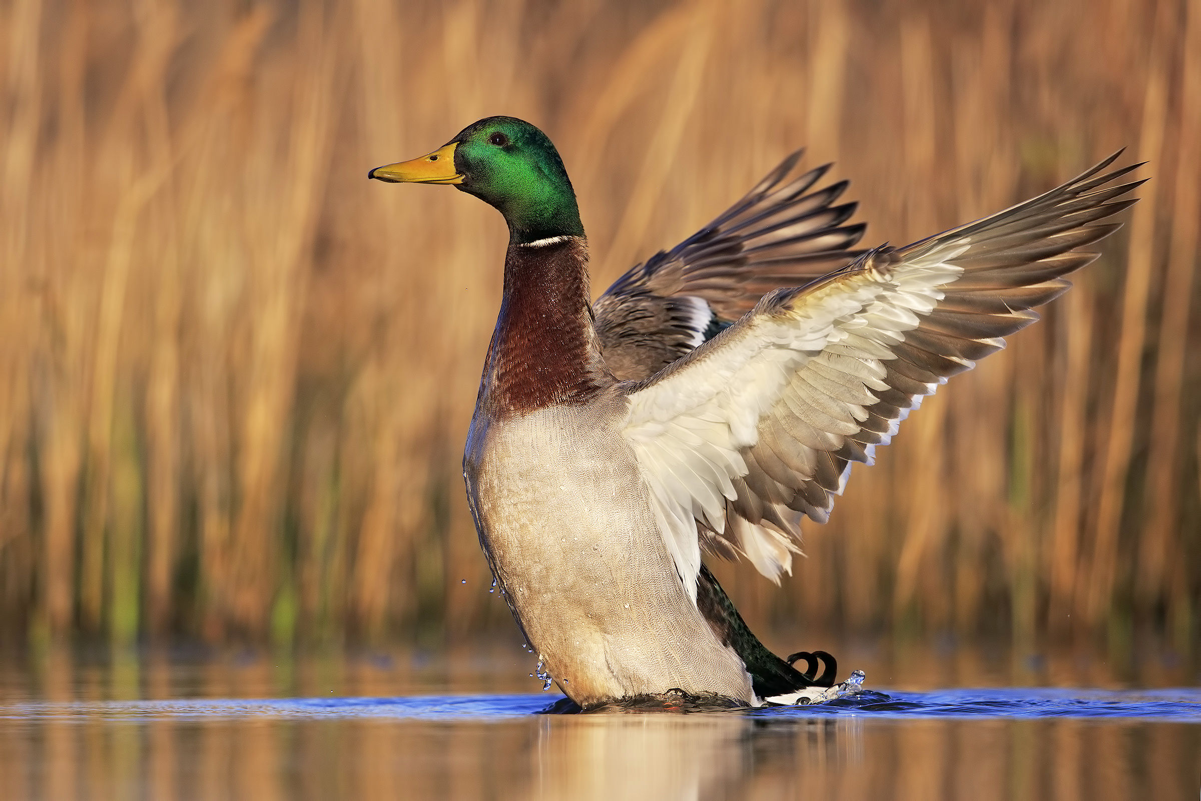 Mallard