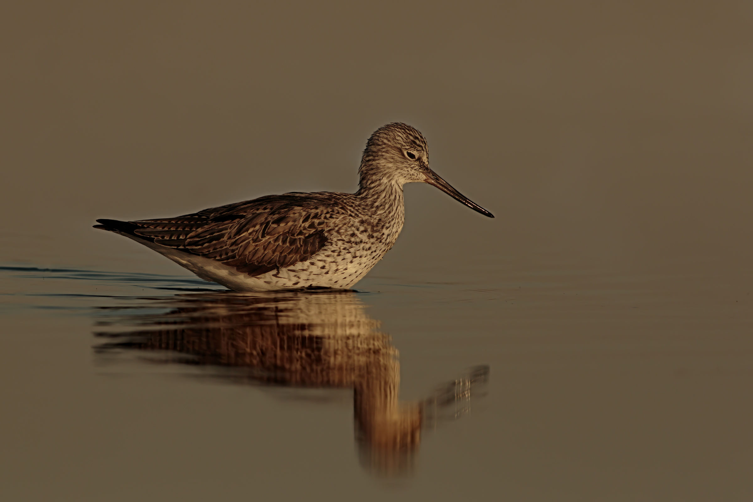 Greenshank at dawn.