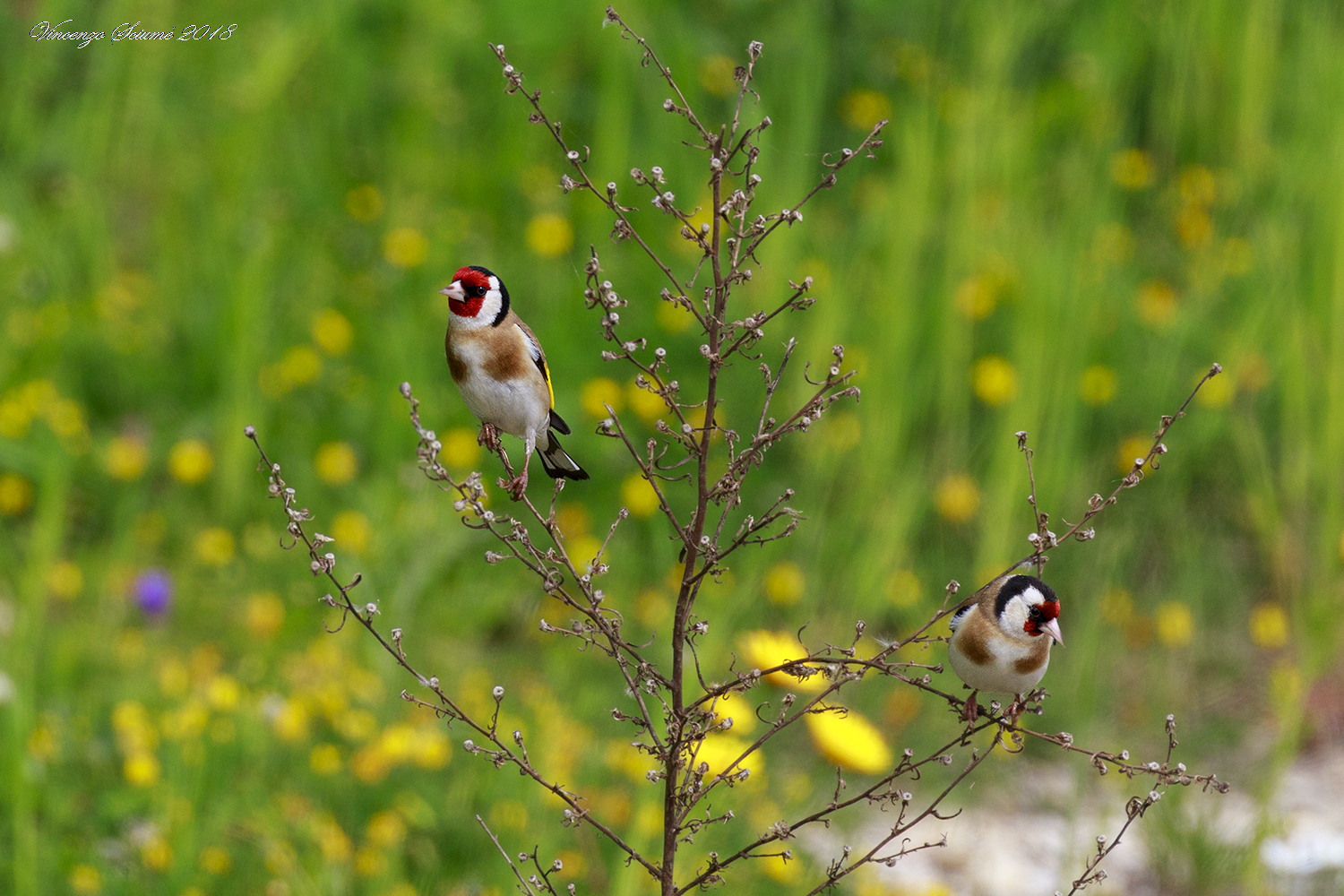 Pair of goldfinches!
