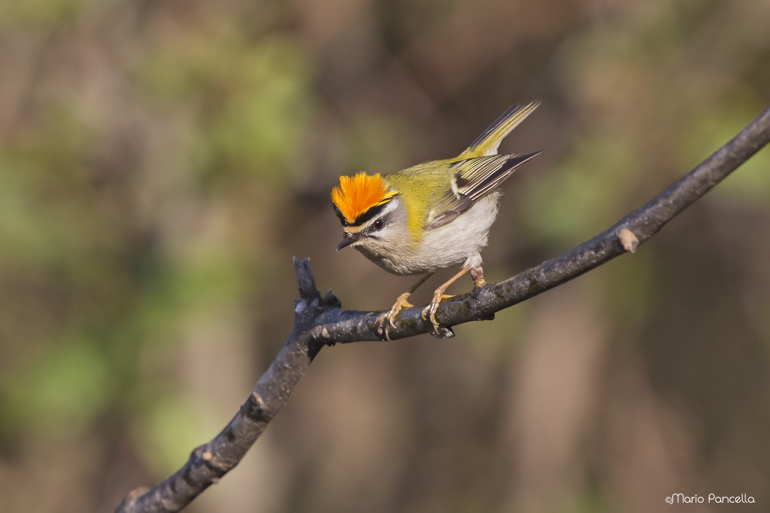 Firecrest angry
