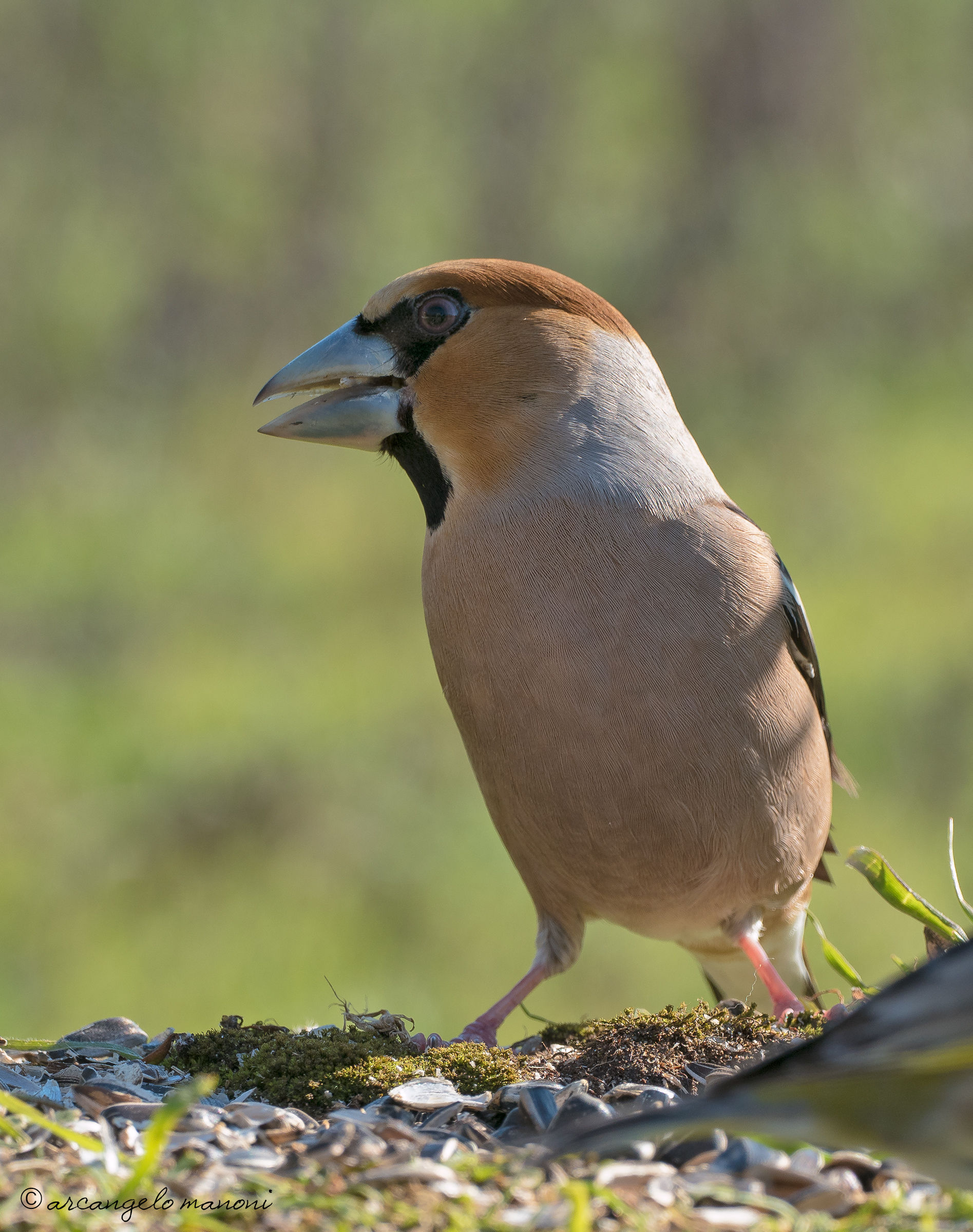 Hawfinch backlight