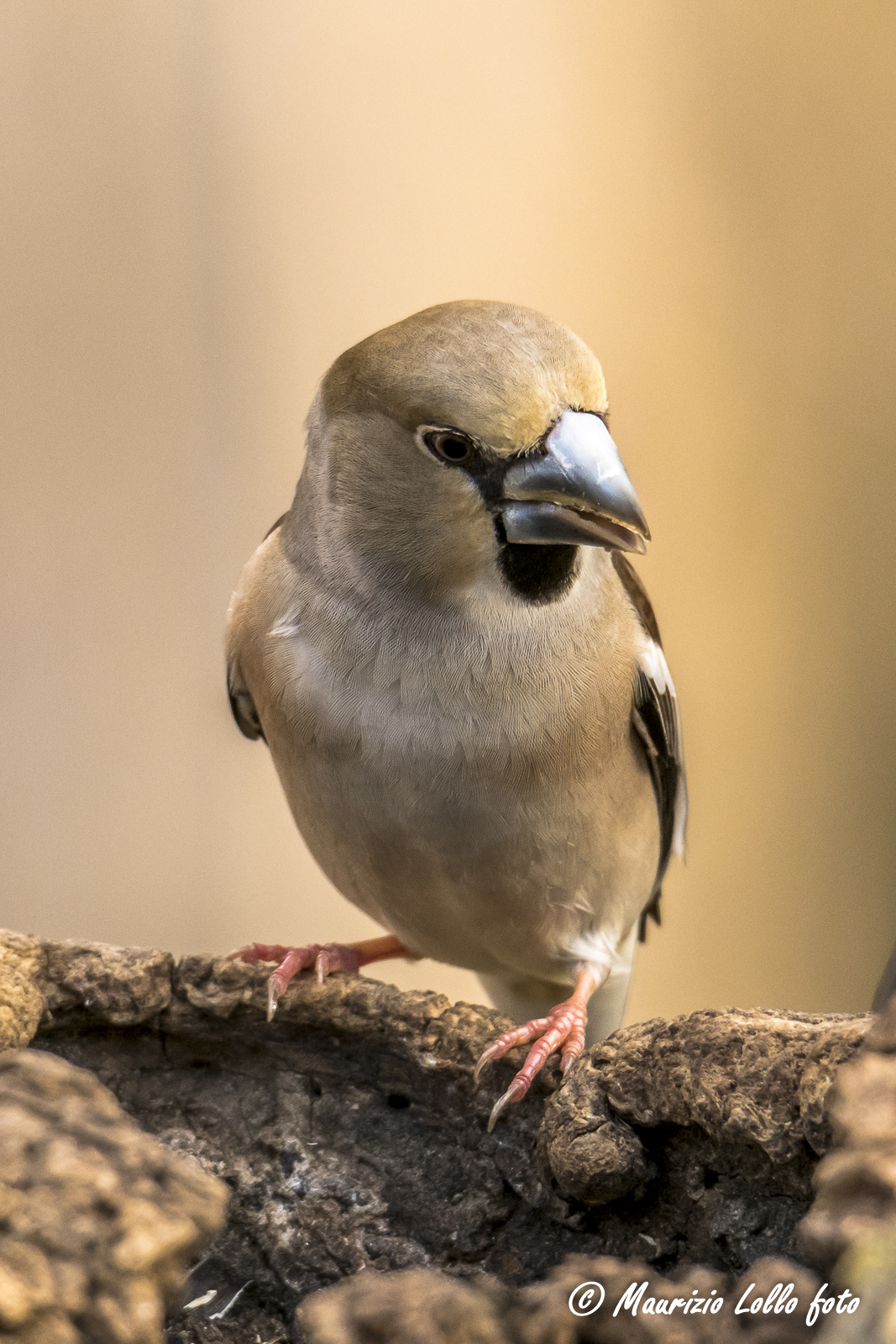 mo' te do' pe' ddavero 'na capocciata