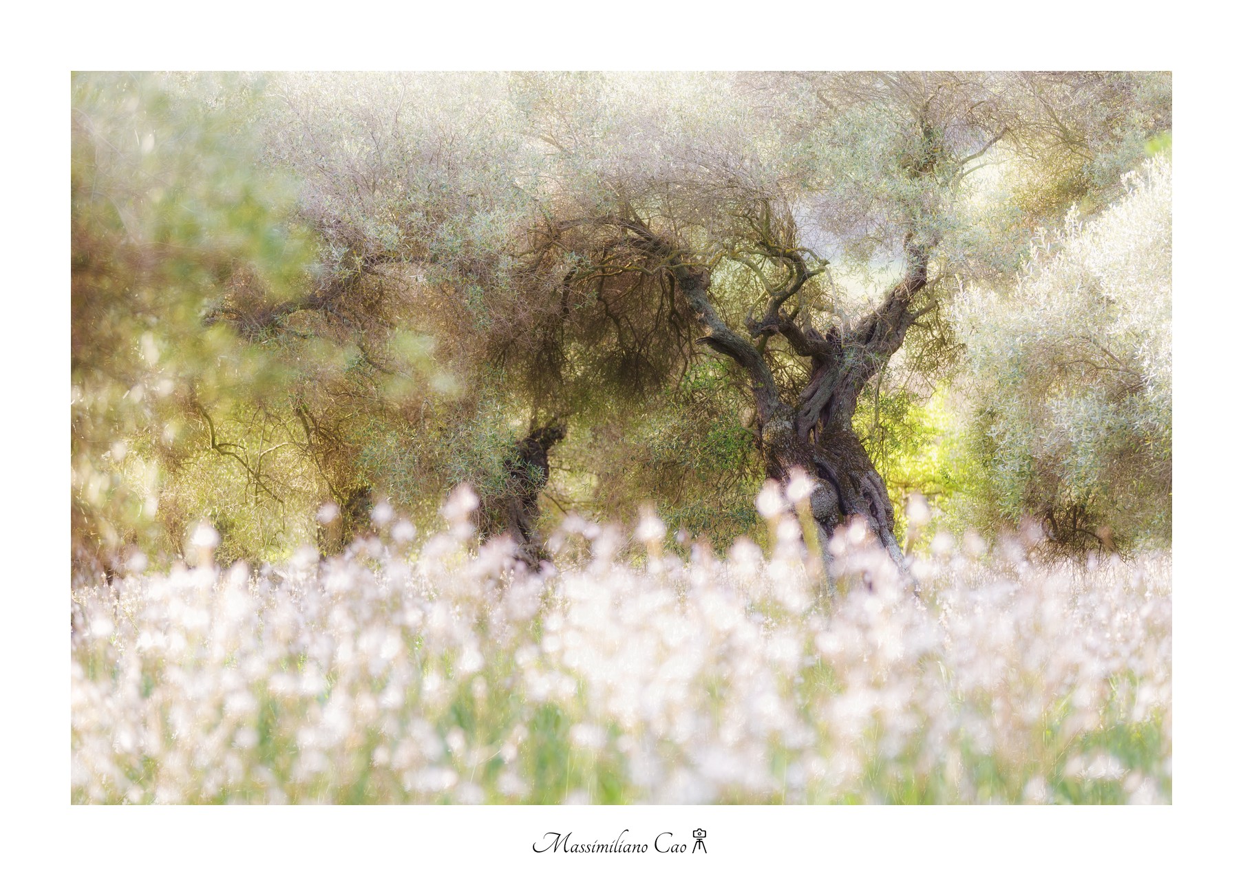 Il paradiso degli ulivi