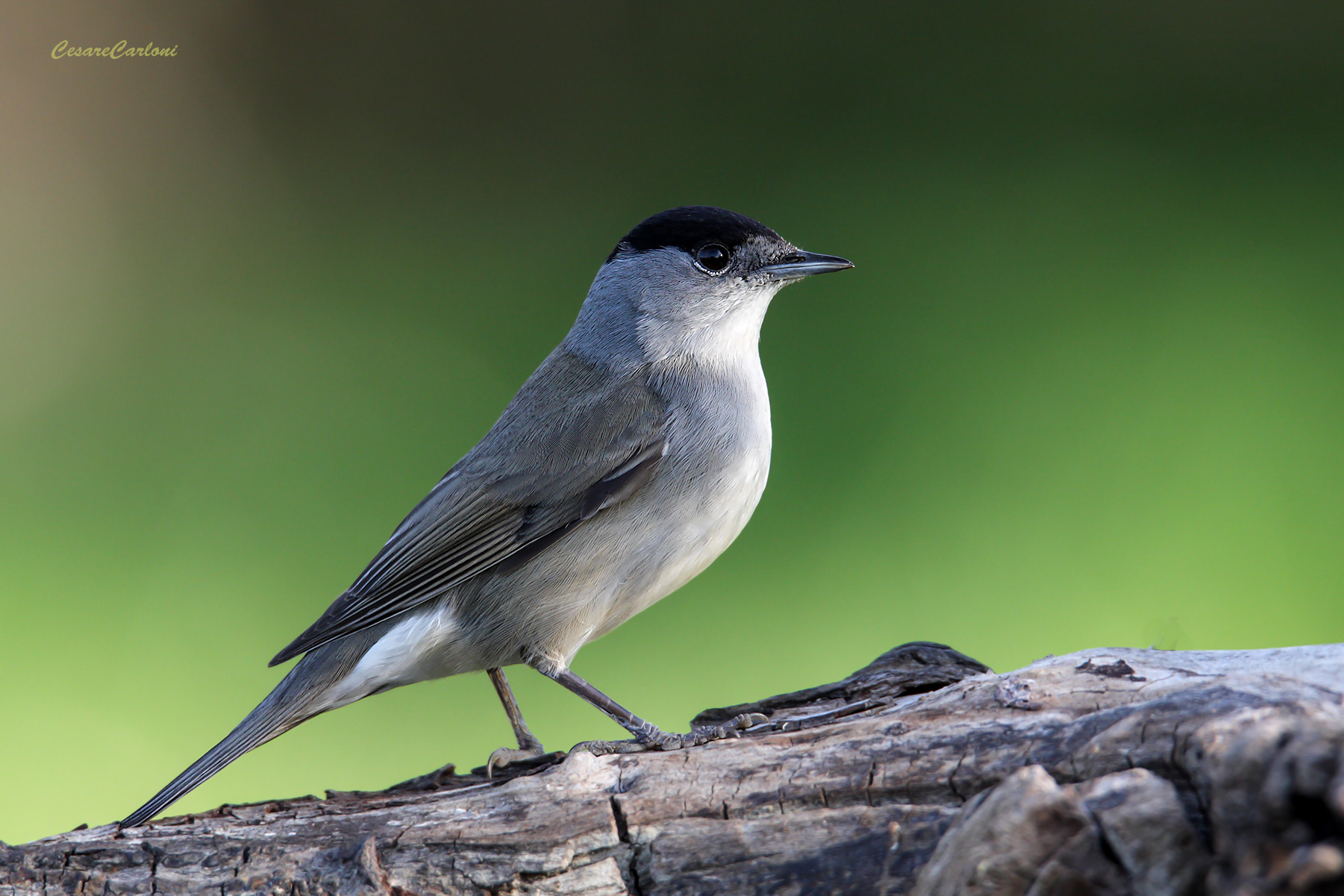 Capinera maschio (sylvia atricapilla)