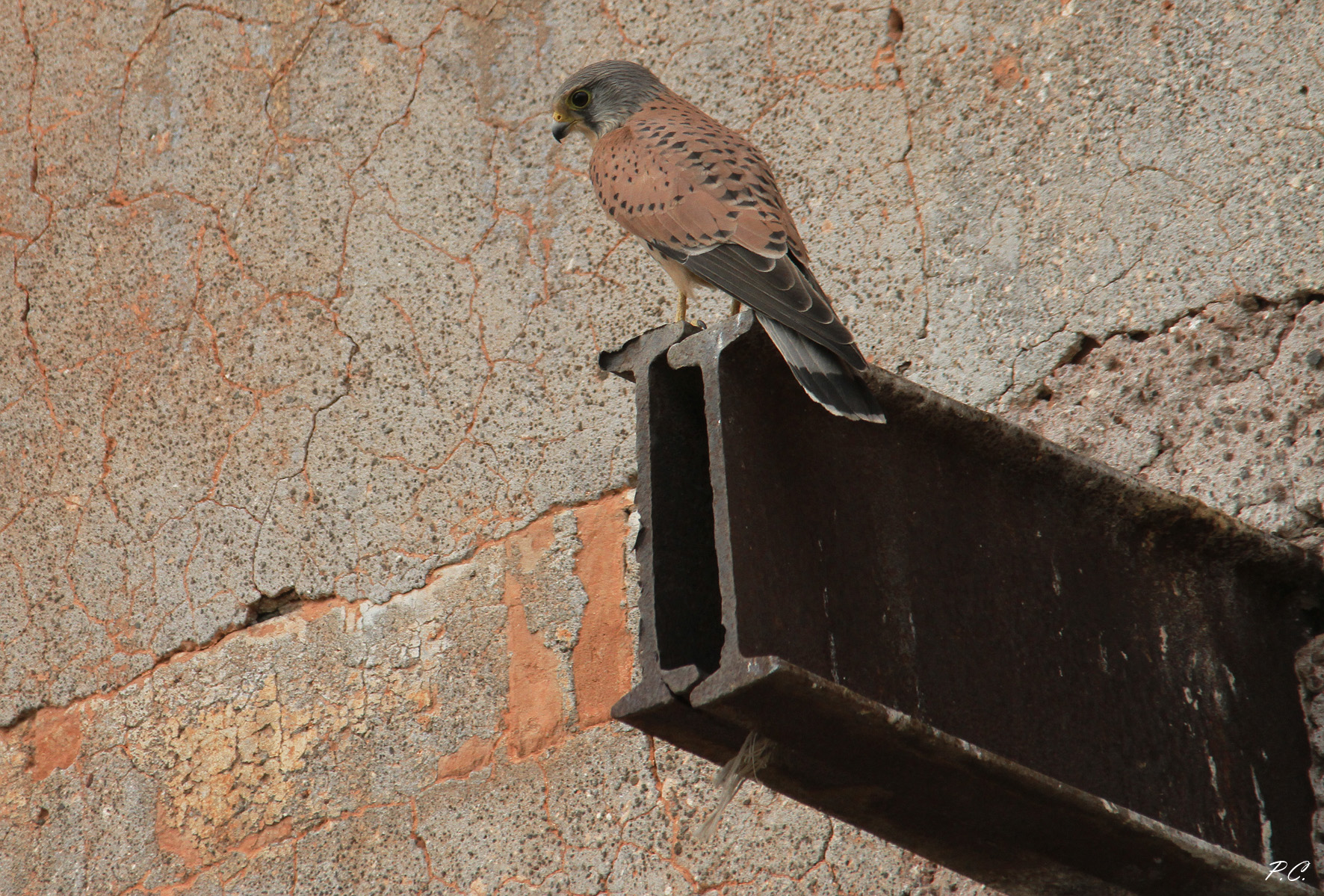 Kestrel Carpenter