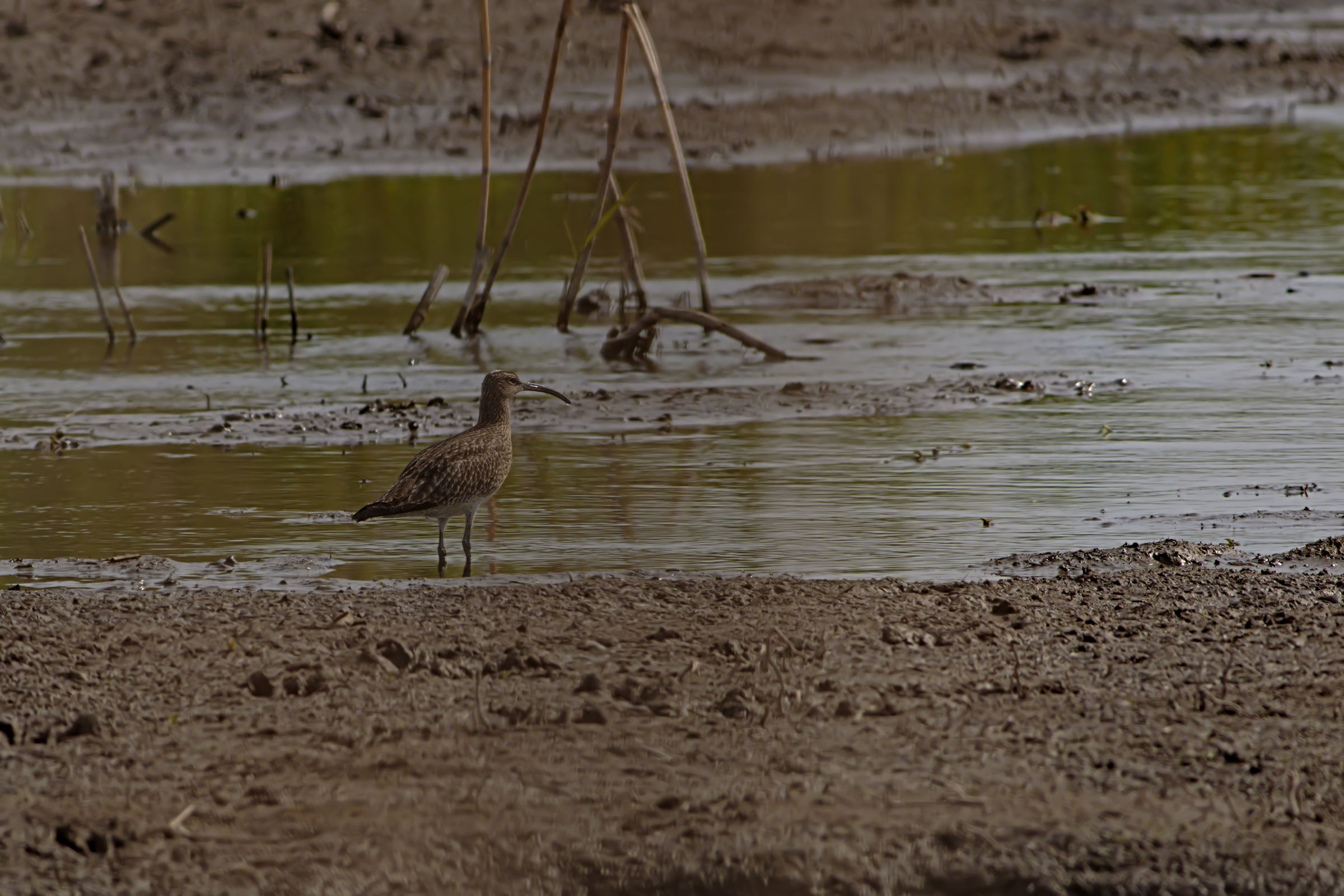 Curlew