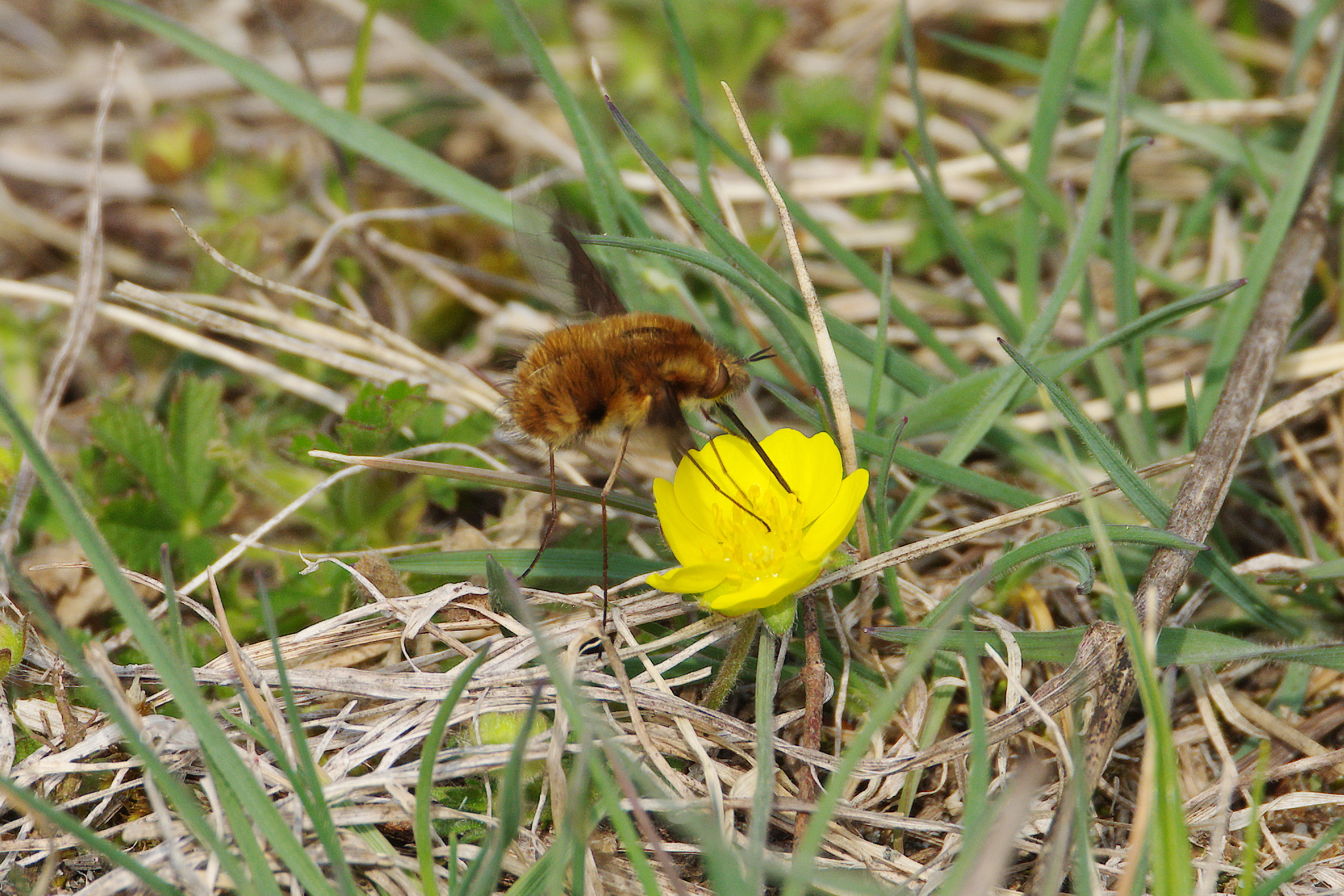 Bee-Fly