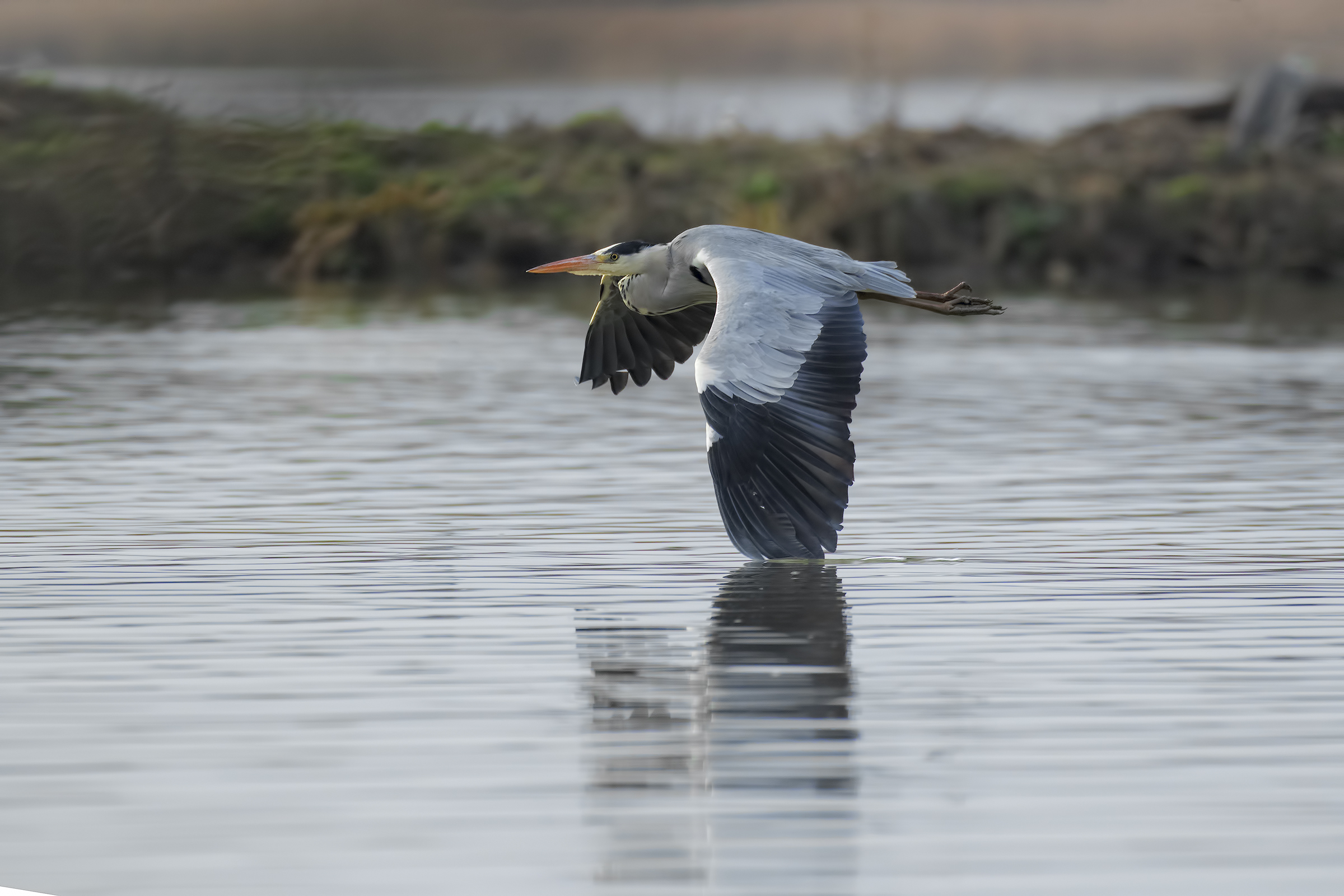 Heron by the edge of water