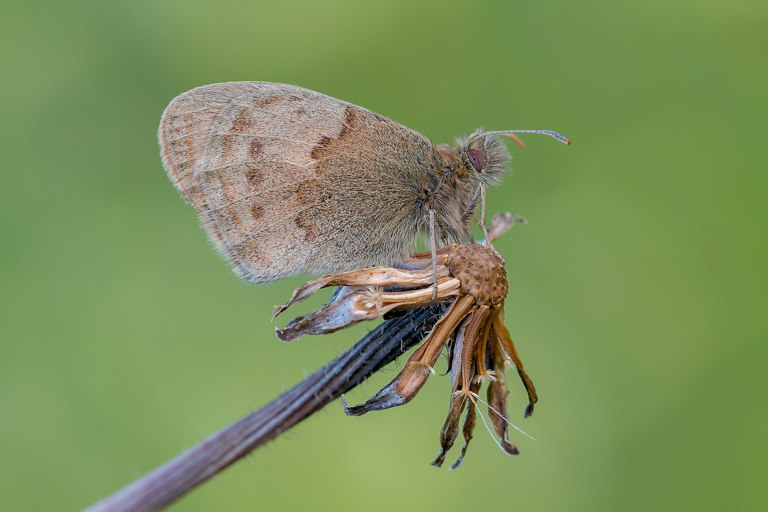 Coenonympha pamphilus