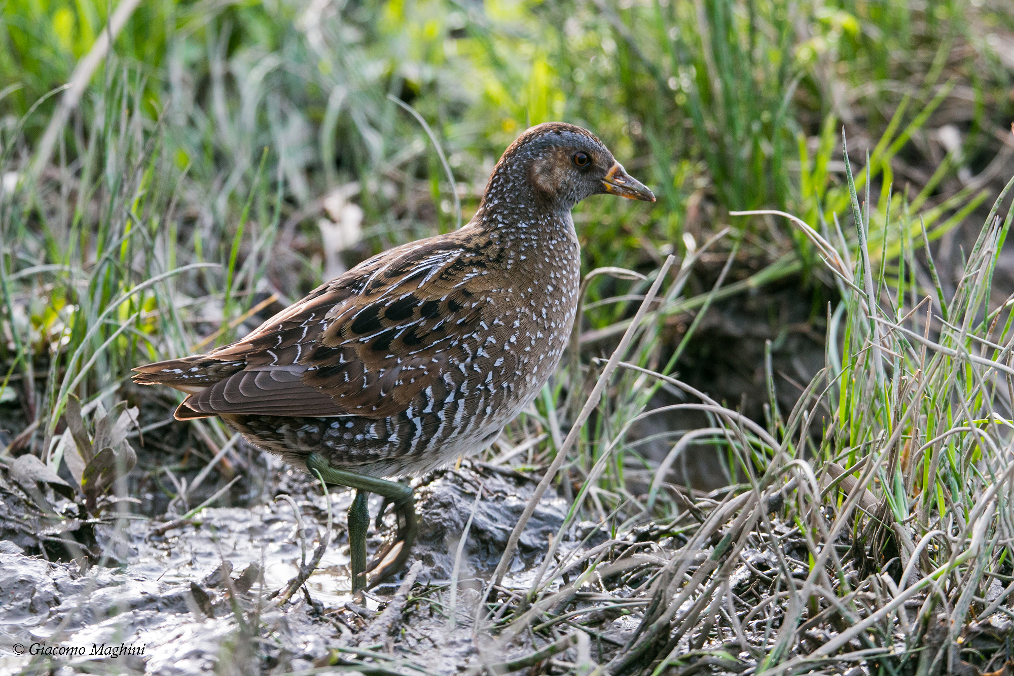 Spotted Crake