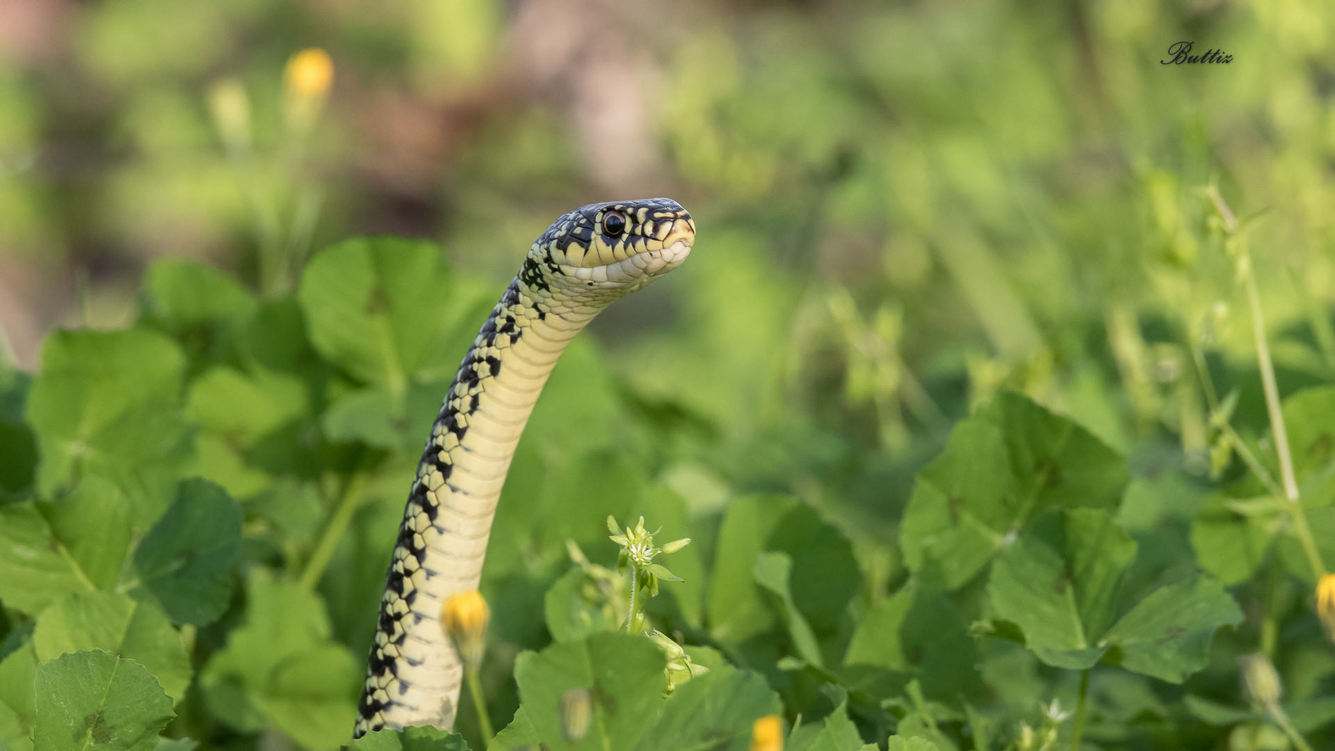 Rat snake