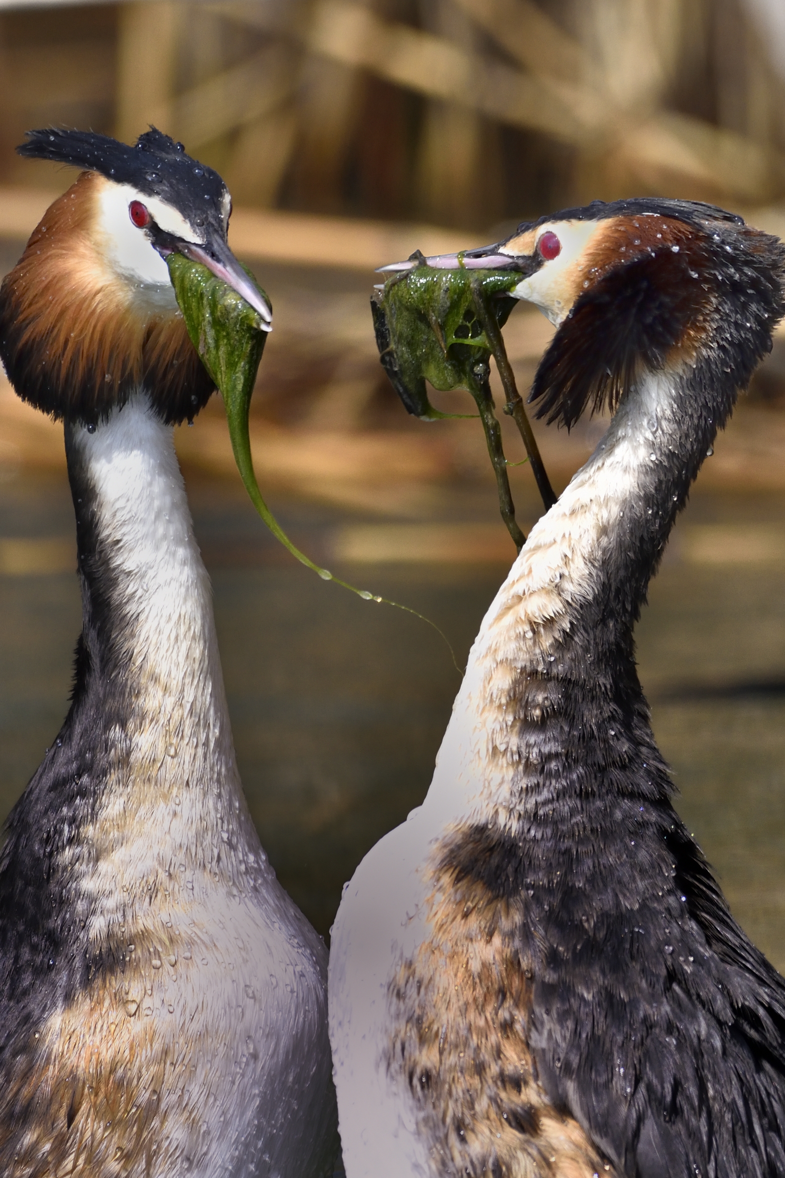 Corteggiamento tra svassi...