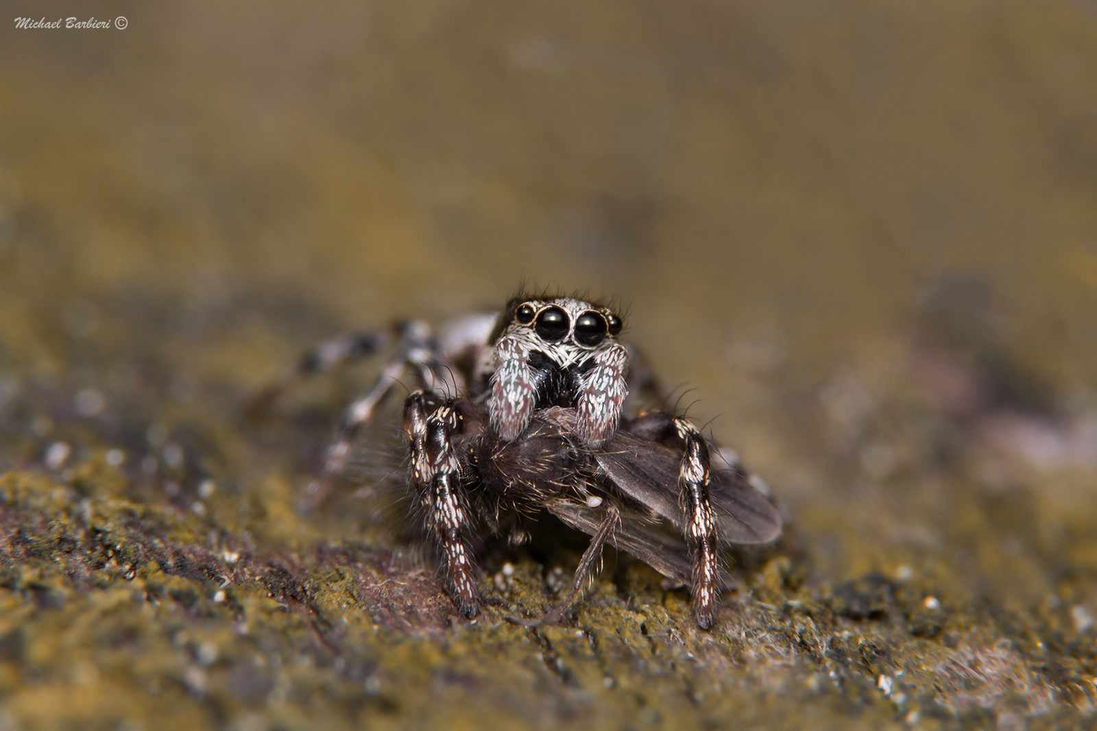 Non rubarmi il pranzo...