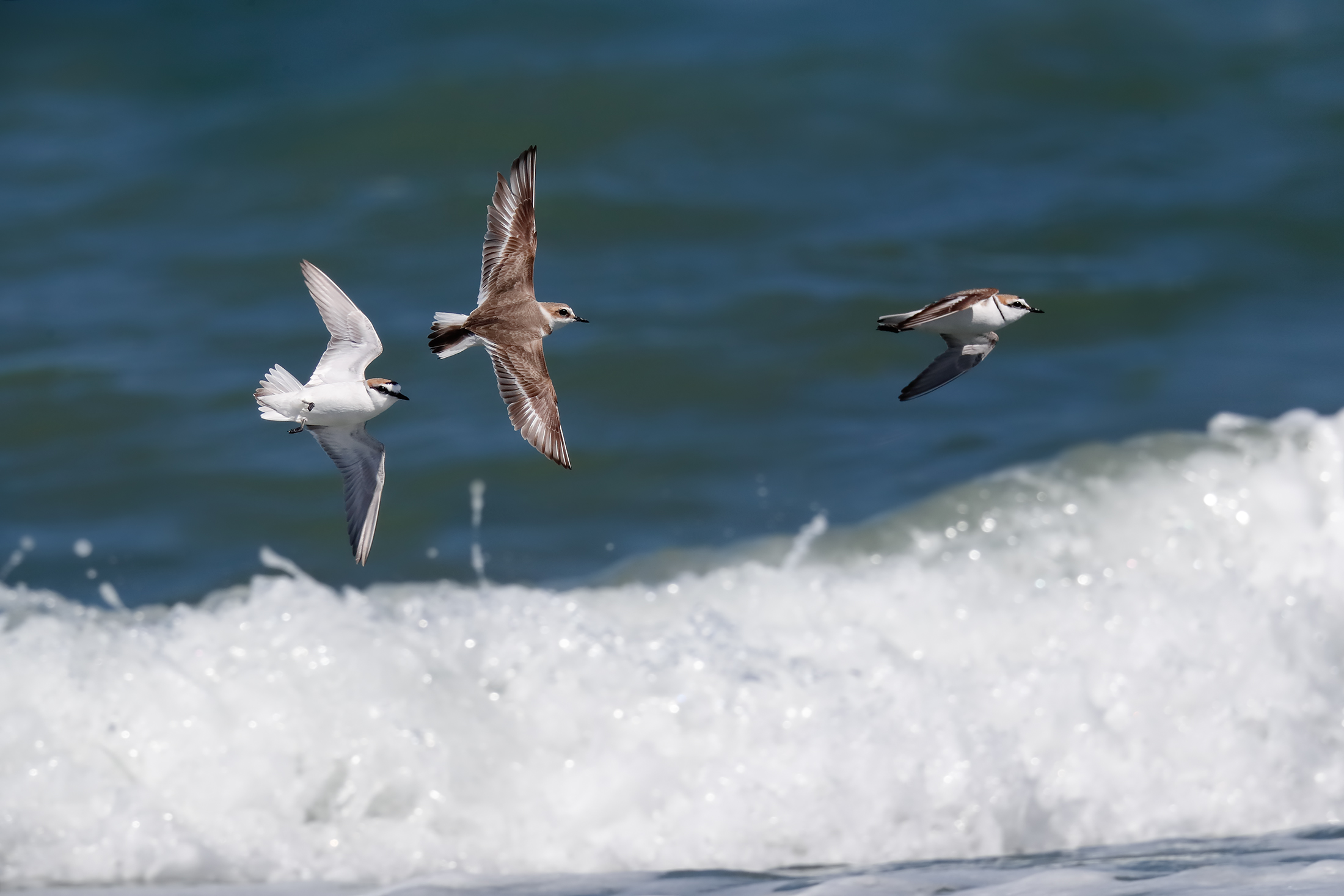 Ferdinand in courtship flight over waves